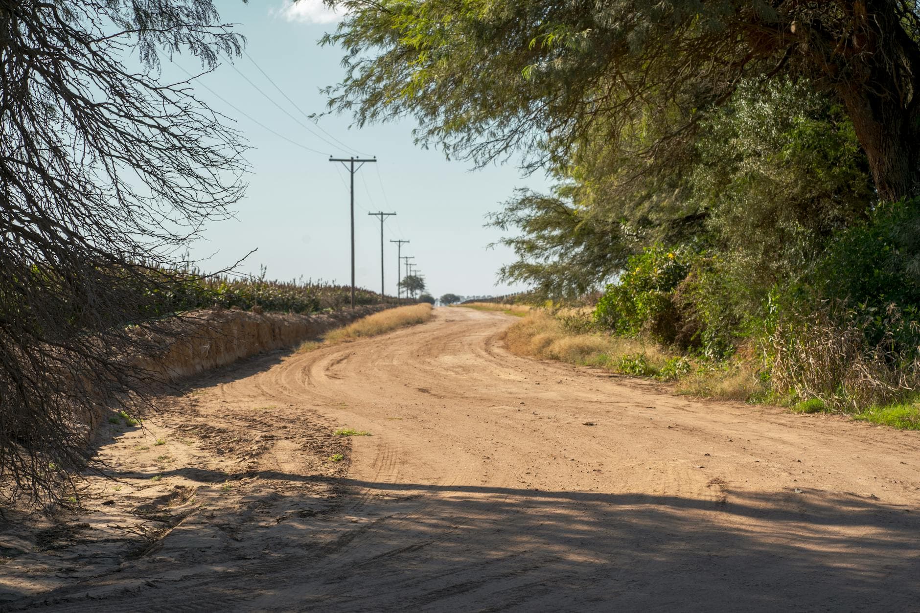 Un tranquilo camino de tierra a través del paisaje rural de Argentina, bordeado de frondosos árboles bajo un cielo despejado.