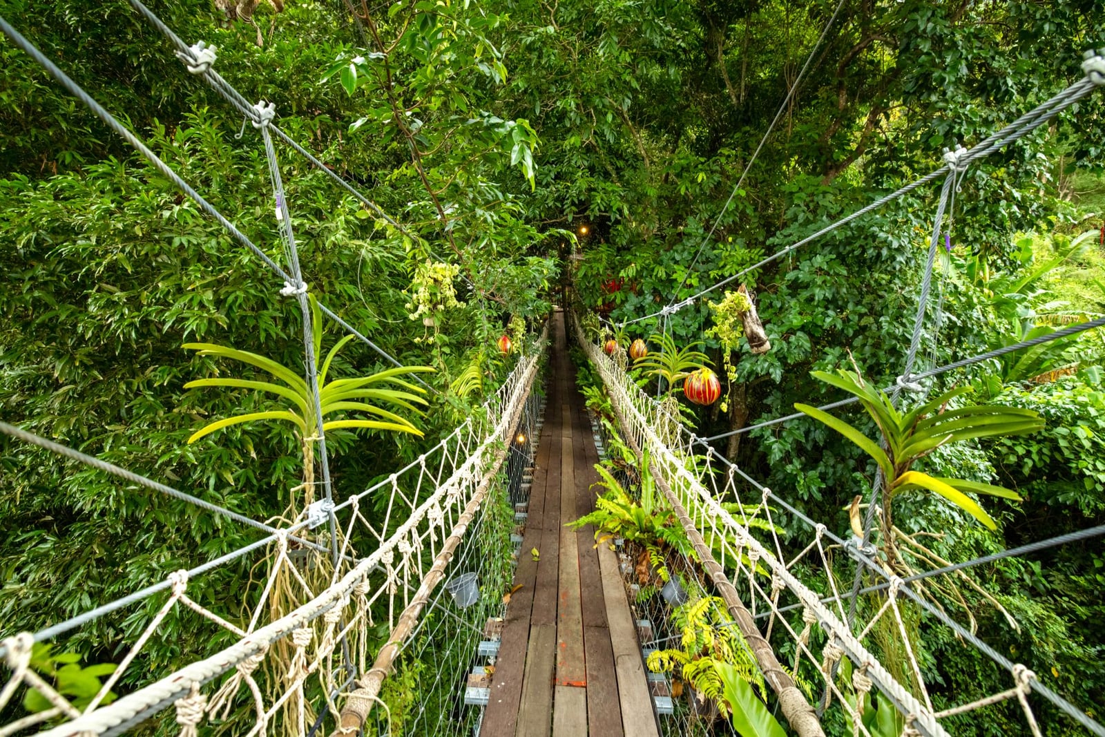 Explora la serenidad de la naturaleza a través de un puente colgante rodeado de árboles verdes vibrantes.