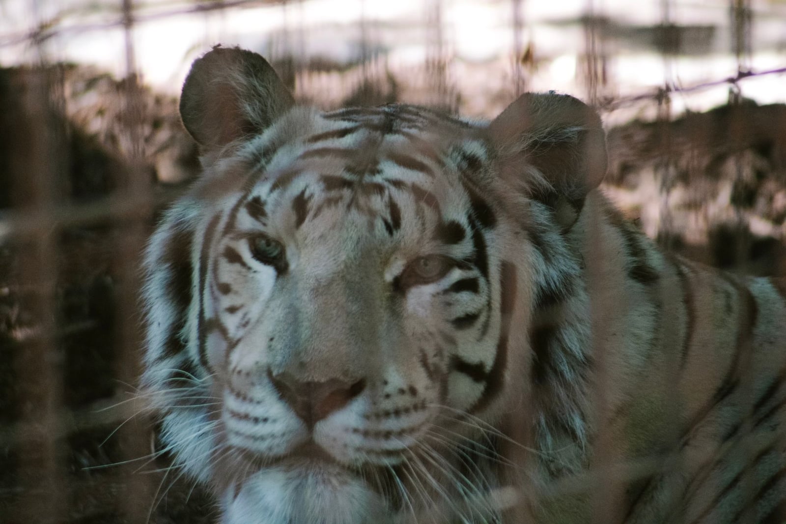 Tigre de Bengala mirando a través de la jaula en la Fundación de Vida Silvestre Rancho en California.