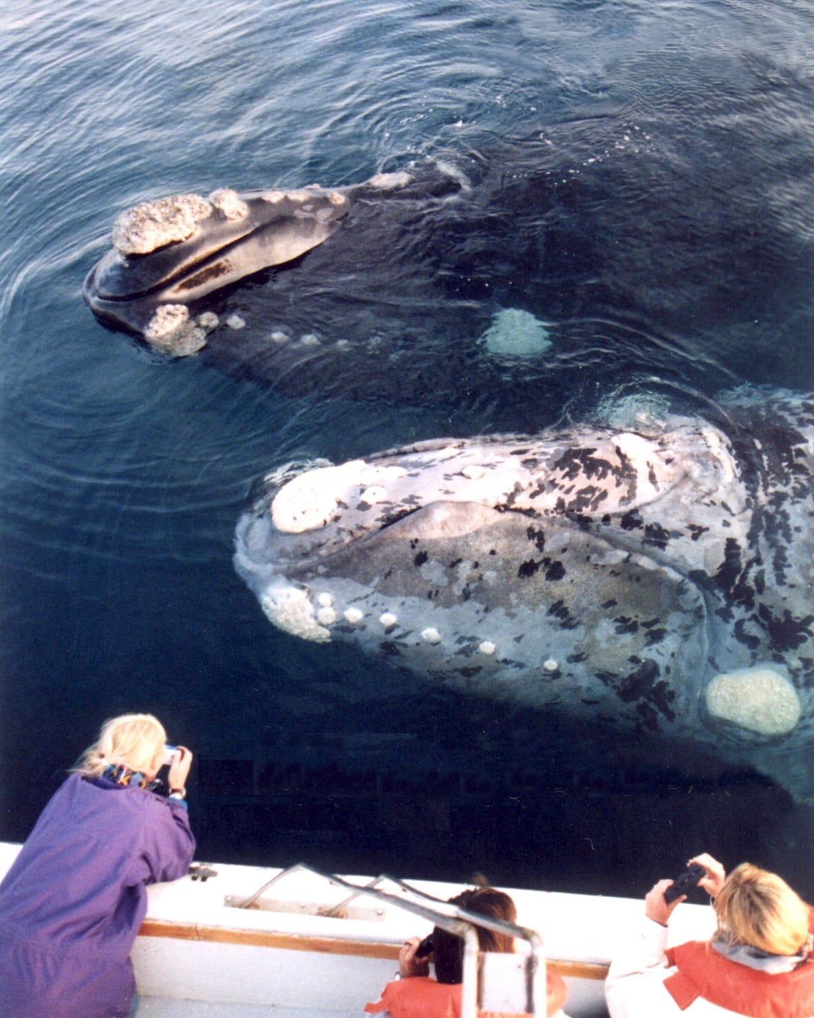 Fotografia ballena Franca Austral