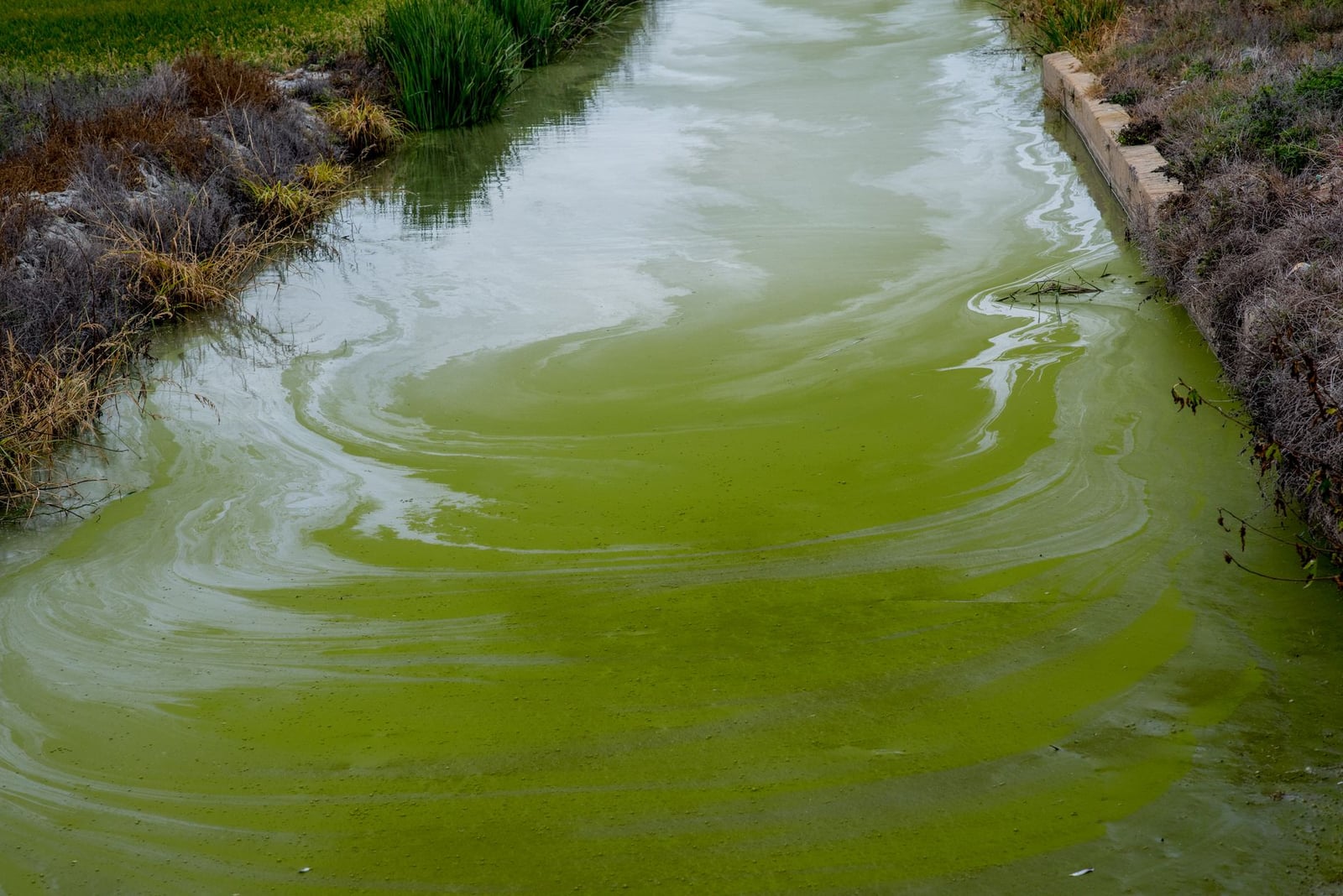 Estallido vibrante de algas verdes en un curso de agua natural, mostrando el impacto ambiental en los ecosistemas acuáticos.