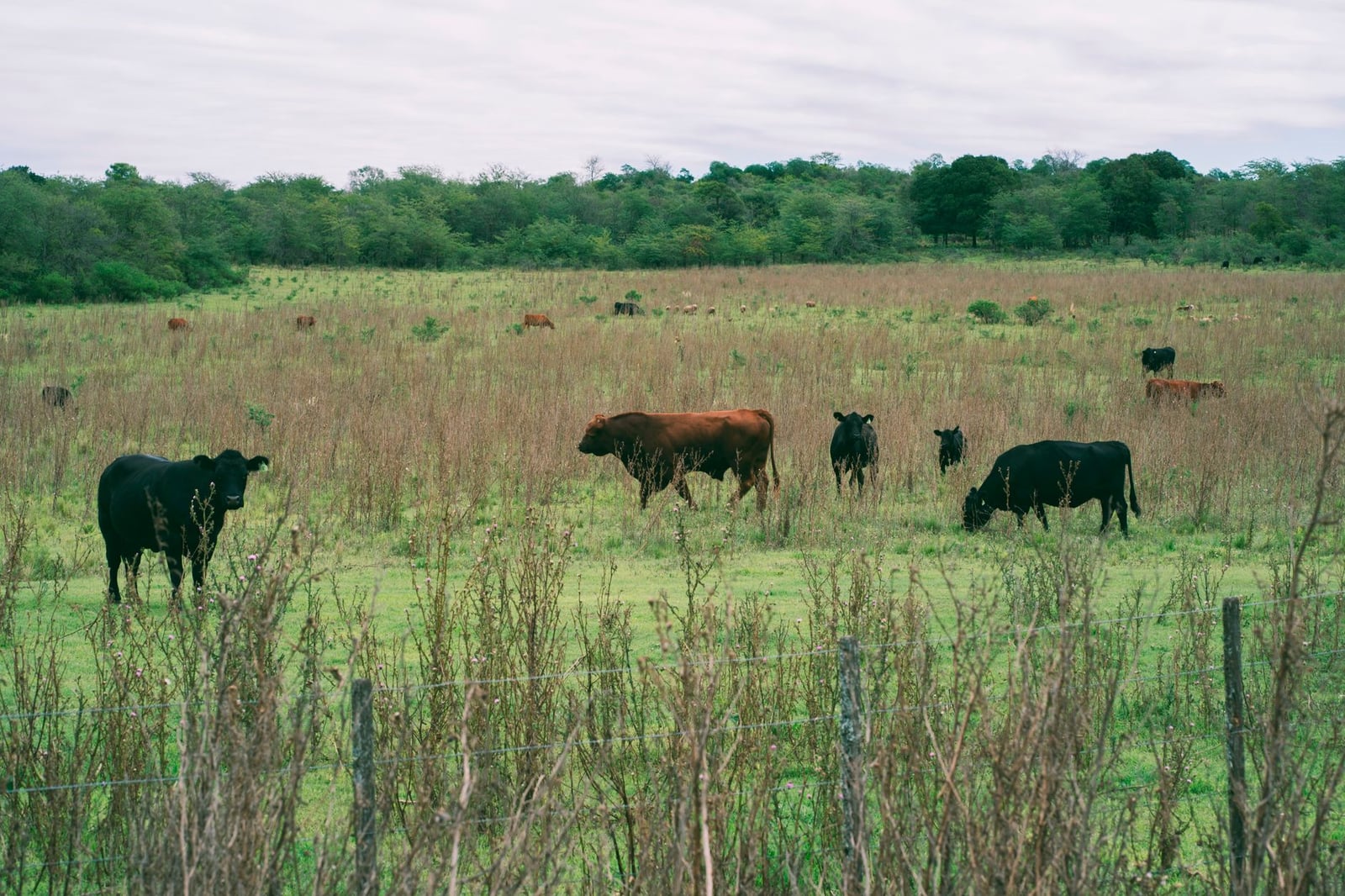 Ganado pastando en un exuberante campo en Río de los Sauces, Córdoba, Argentina, mostrando serenidad pastoral.