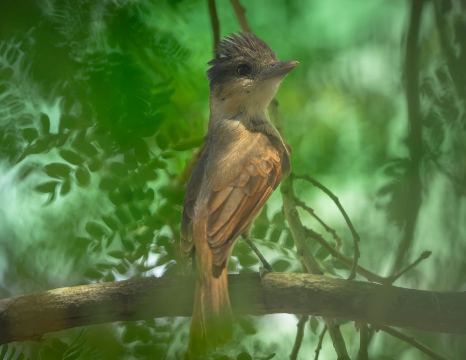 Primer plano de un ave tropical posada en una rama en los frondosos bosques de Mérida, Yucatán, México.