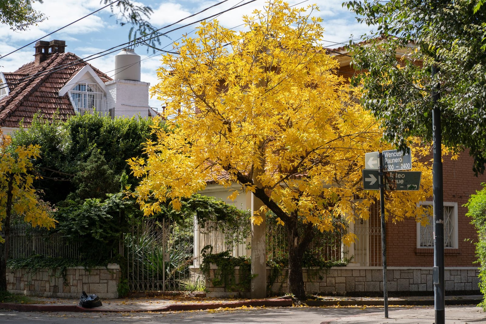 Barrio tranquilo en Córdoba, Argentina con un árbol amarillo vibrante.