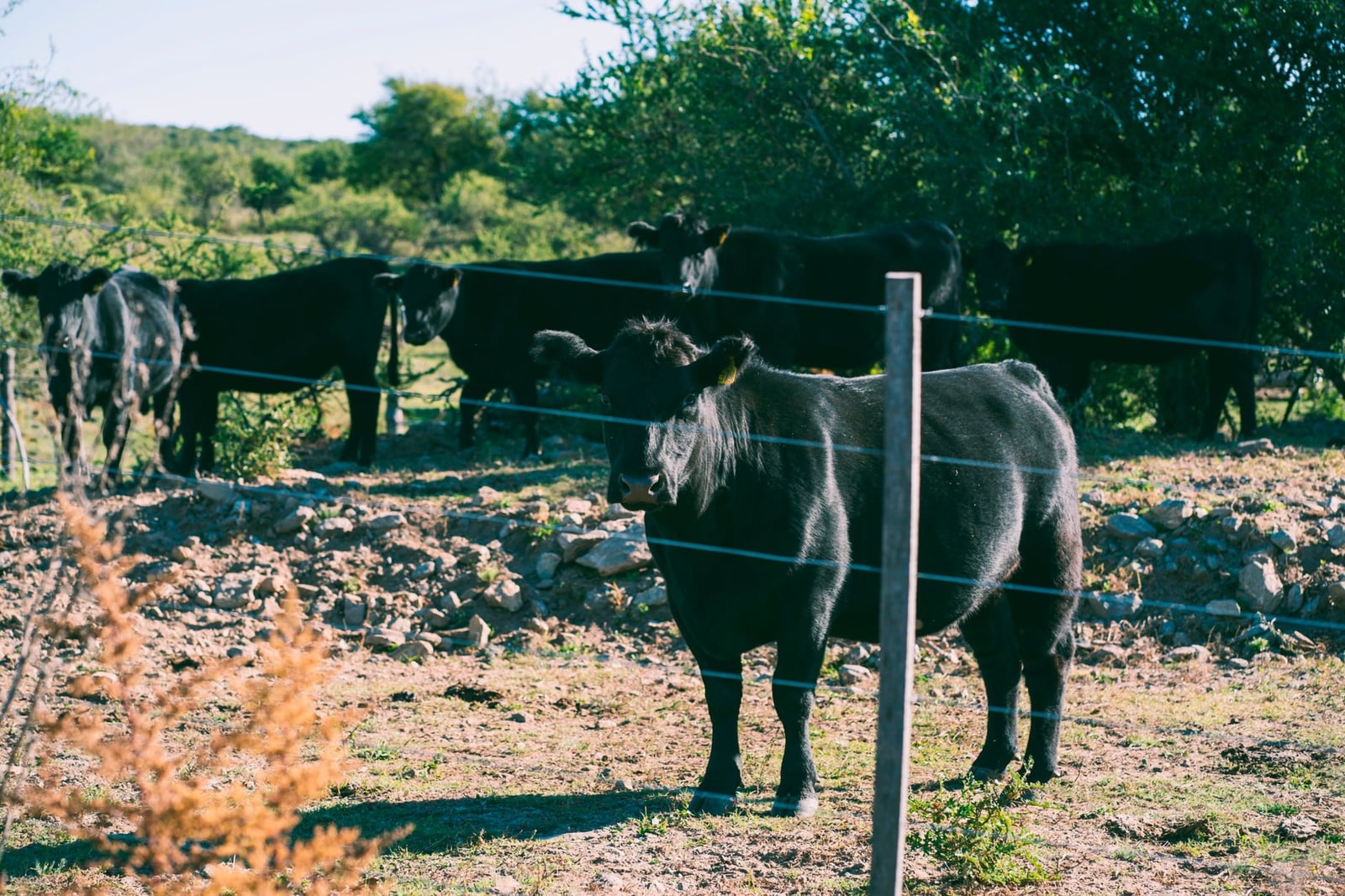 Un rebaño de ganado Angus pastando en Río de los Sauces, Córdoba, paisaje pastoril de Argentina.