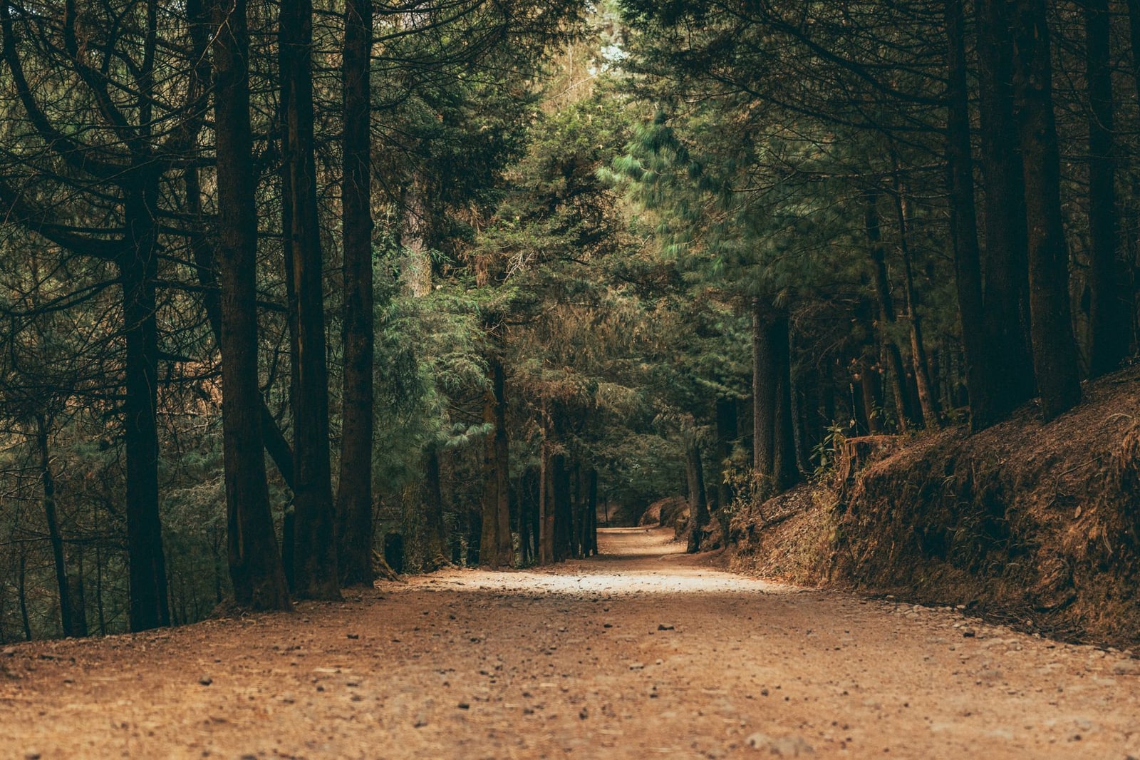 Sendero pacífico rodeado de árboles en Ciudad de México, perfecto para paseos por la naturaleza.