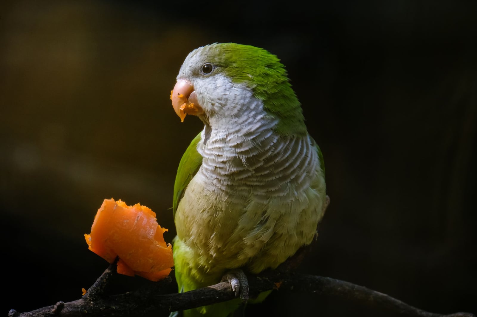 Un vibrante loro Quaker con plumas verdes disfruta de una zanahoria mientras está posado en una rama.