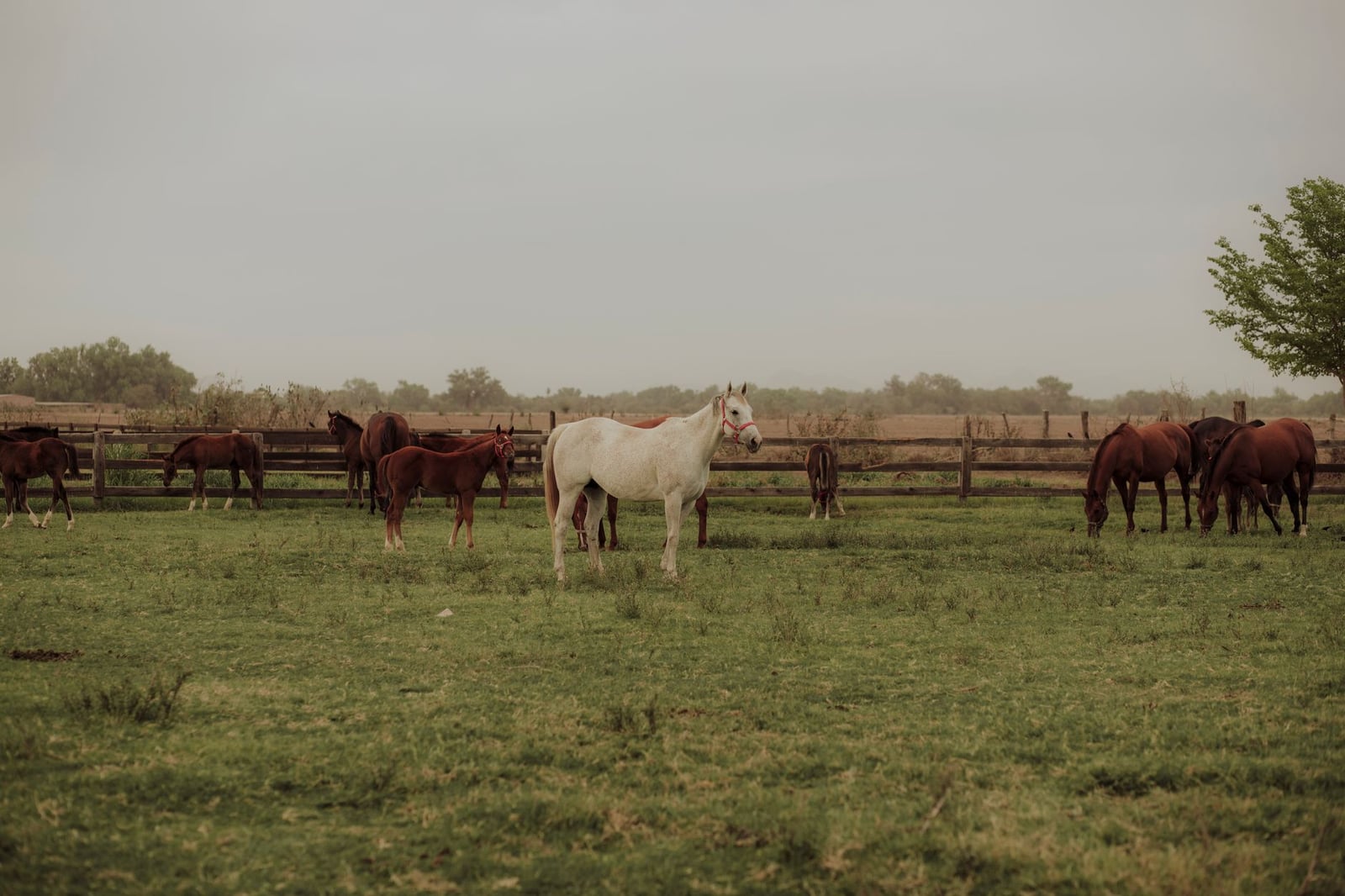Serena vista pastoral de caballos pastando en un exuberante campo verde bajo un cielo nublado.