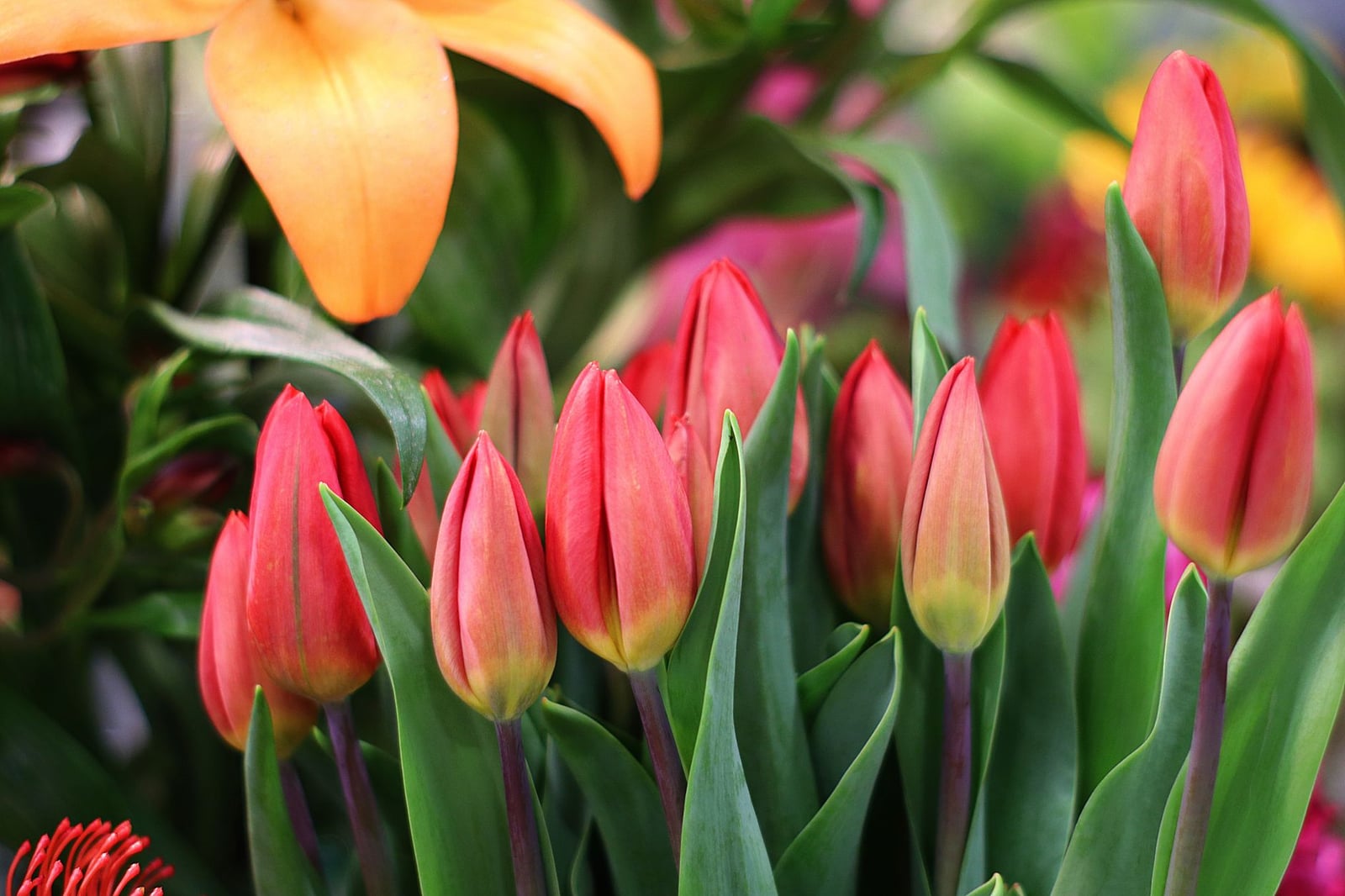 Primer plano de vibrantes tulipanes rojos y lirios naranjas en plena floración, mostrando la belleza de la flora primaveral.