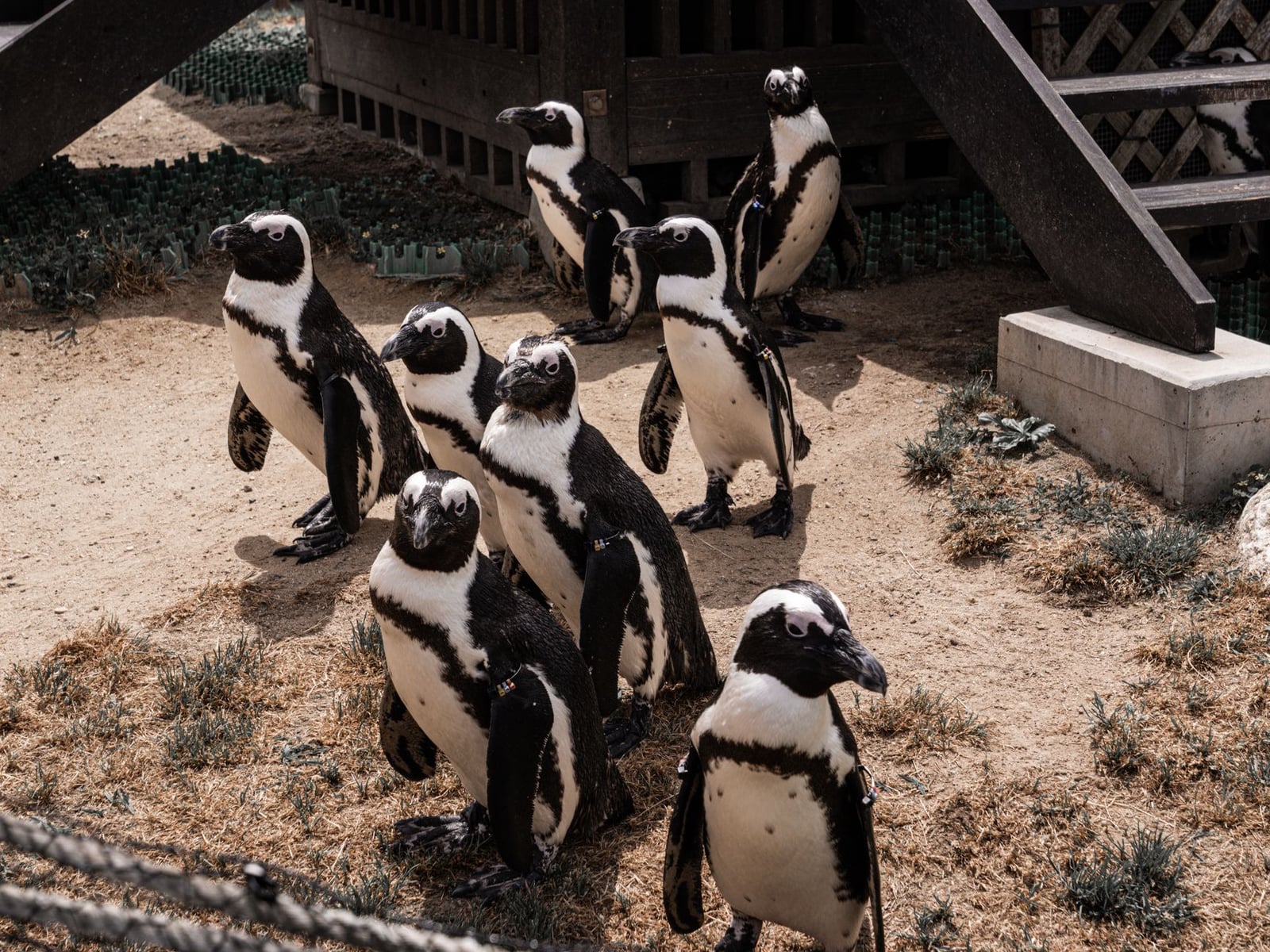 Un grupo de pingüinos africanos de pie sobre el suelo arenoso en un entorno de zoológico al aire libre.