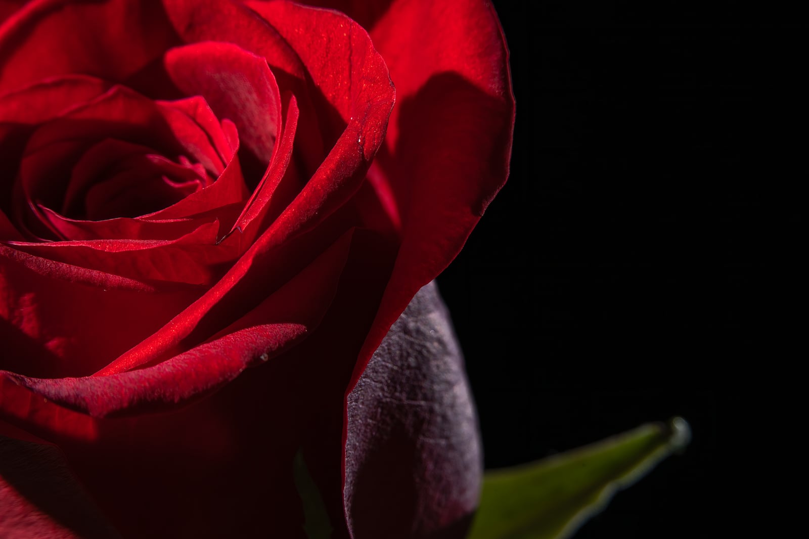 Primer plano dramático de una rosa roja en flor sobre un fondo negro, resaltando los pétalos.