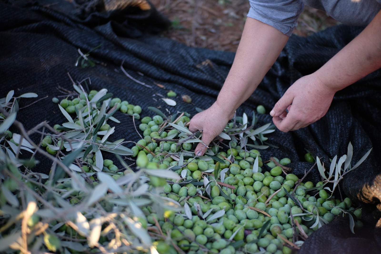Cosechando aceitunas verdes a mano en Calabria, Italia, mostrando productos frescos y métodos tradicionales.