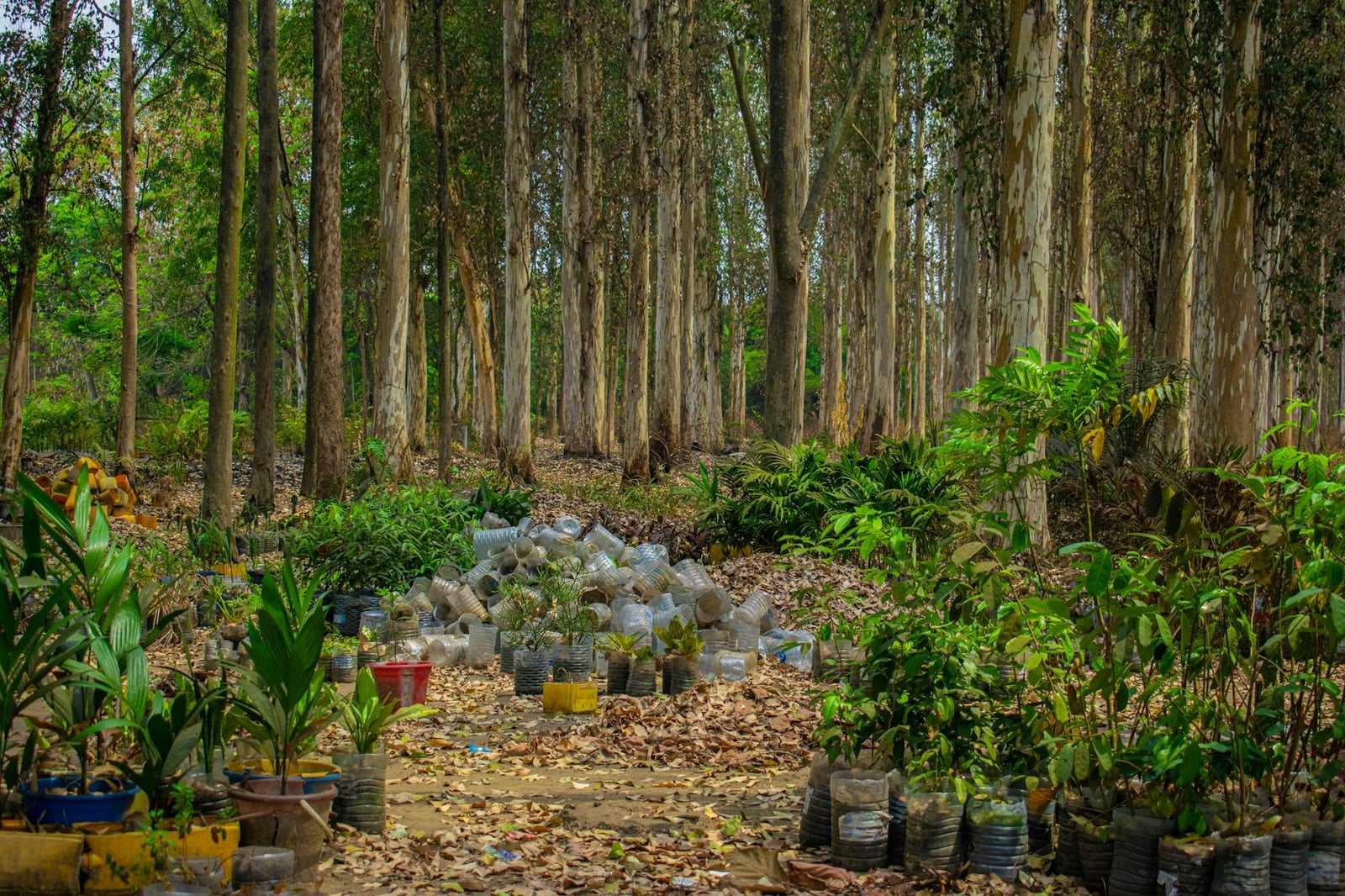 Fotos de stock gratuitas de África, al aire libre, arboles