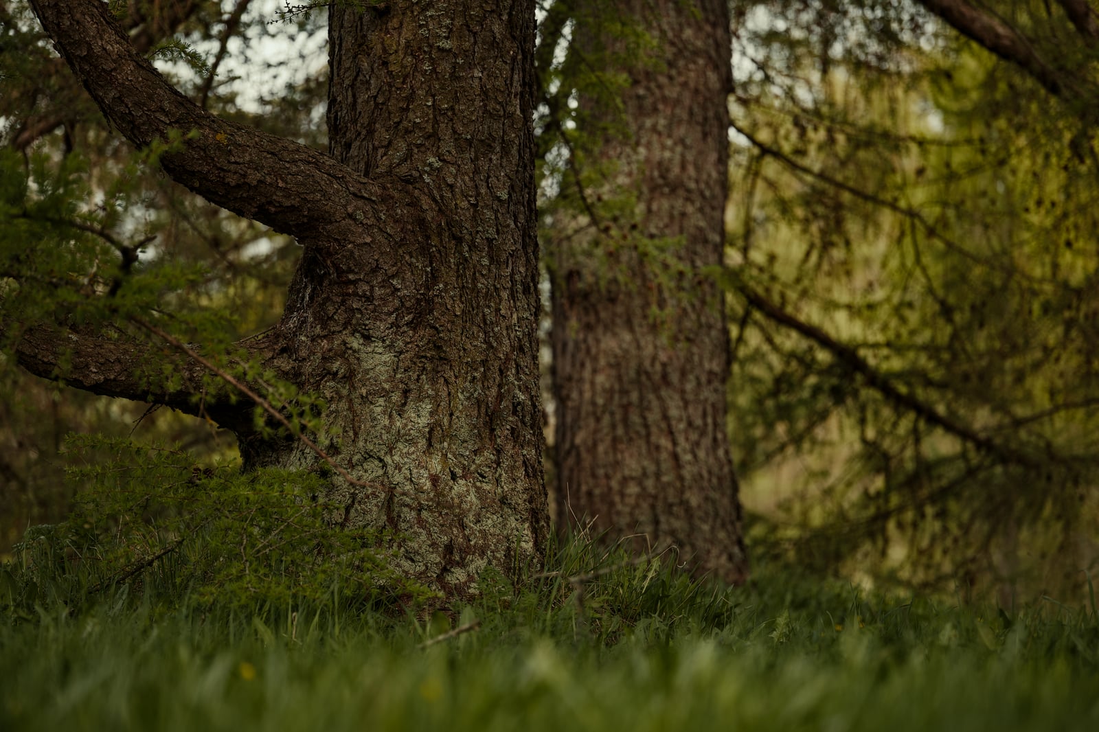 Fotos de stock gratuitas de al aire libre, alerce, árbol