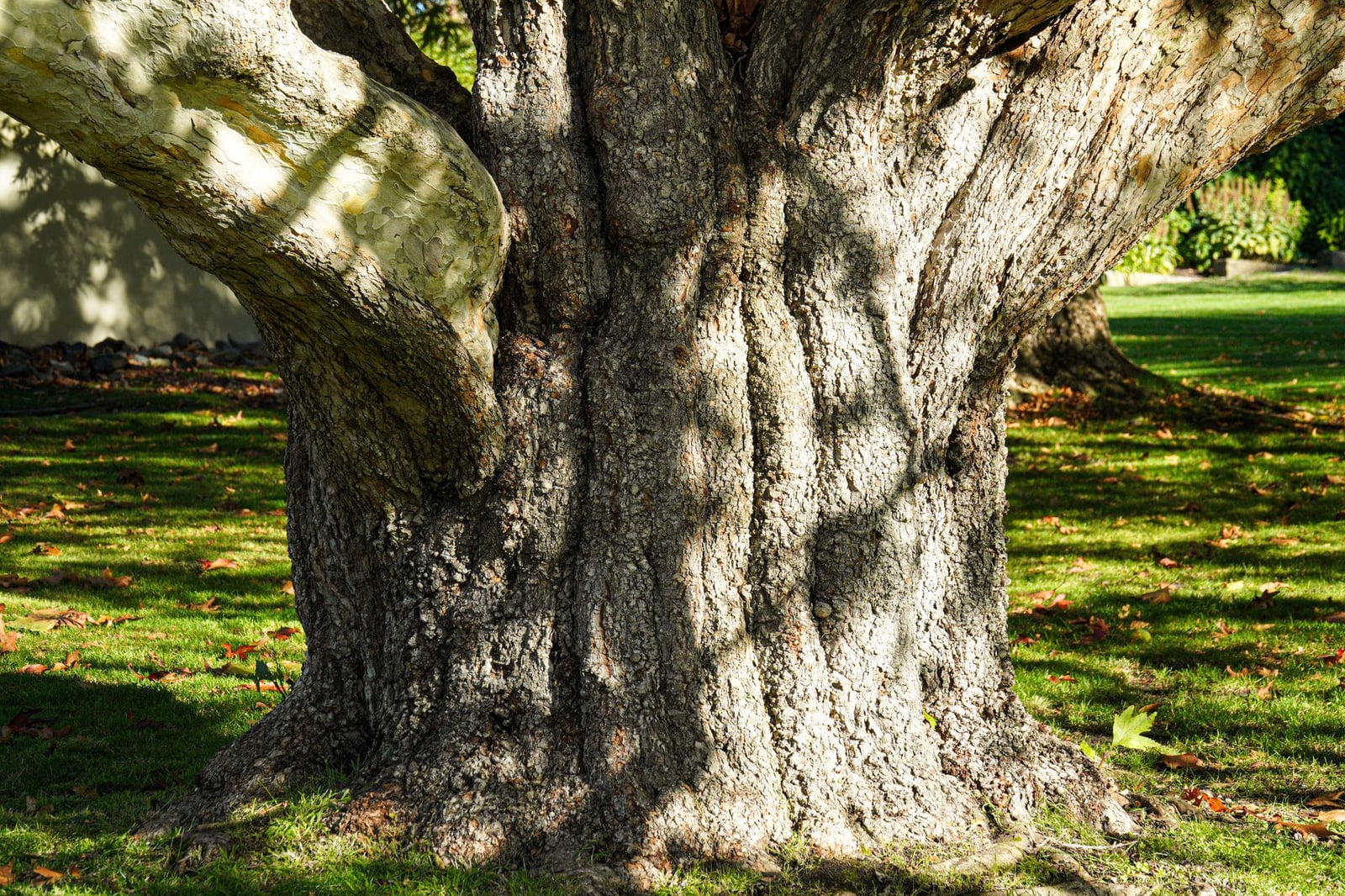 Fotos de stock gratuitas de al aire libre, árbol, australasia