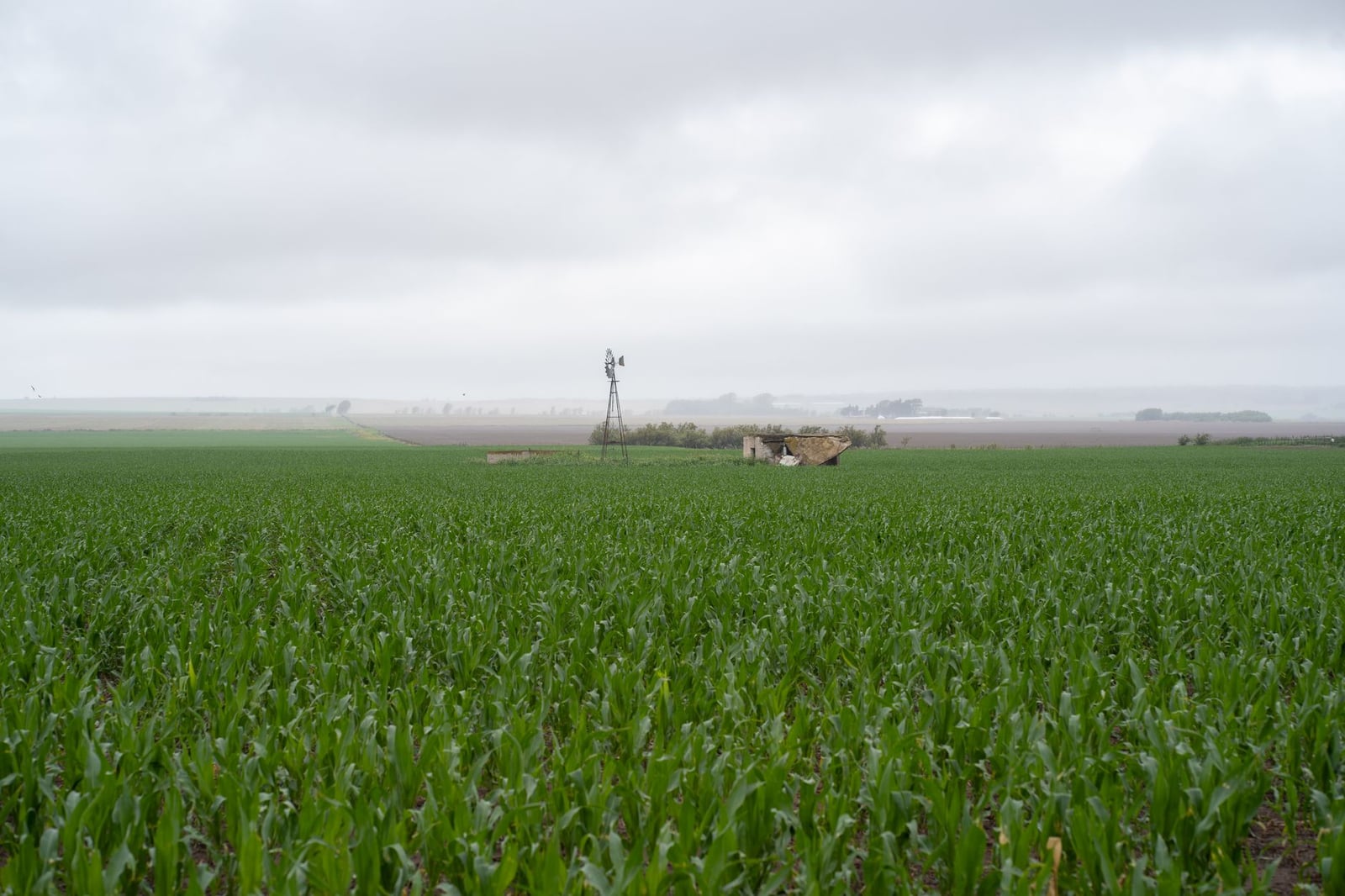 Amplio campo de maíz verde bajo cielos nublados con un molino distante en Córdoba, Argentina.