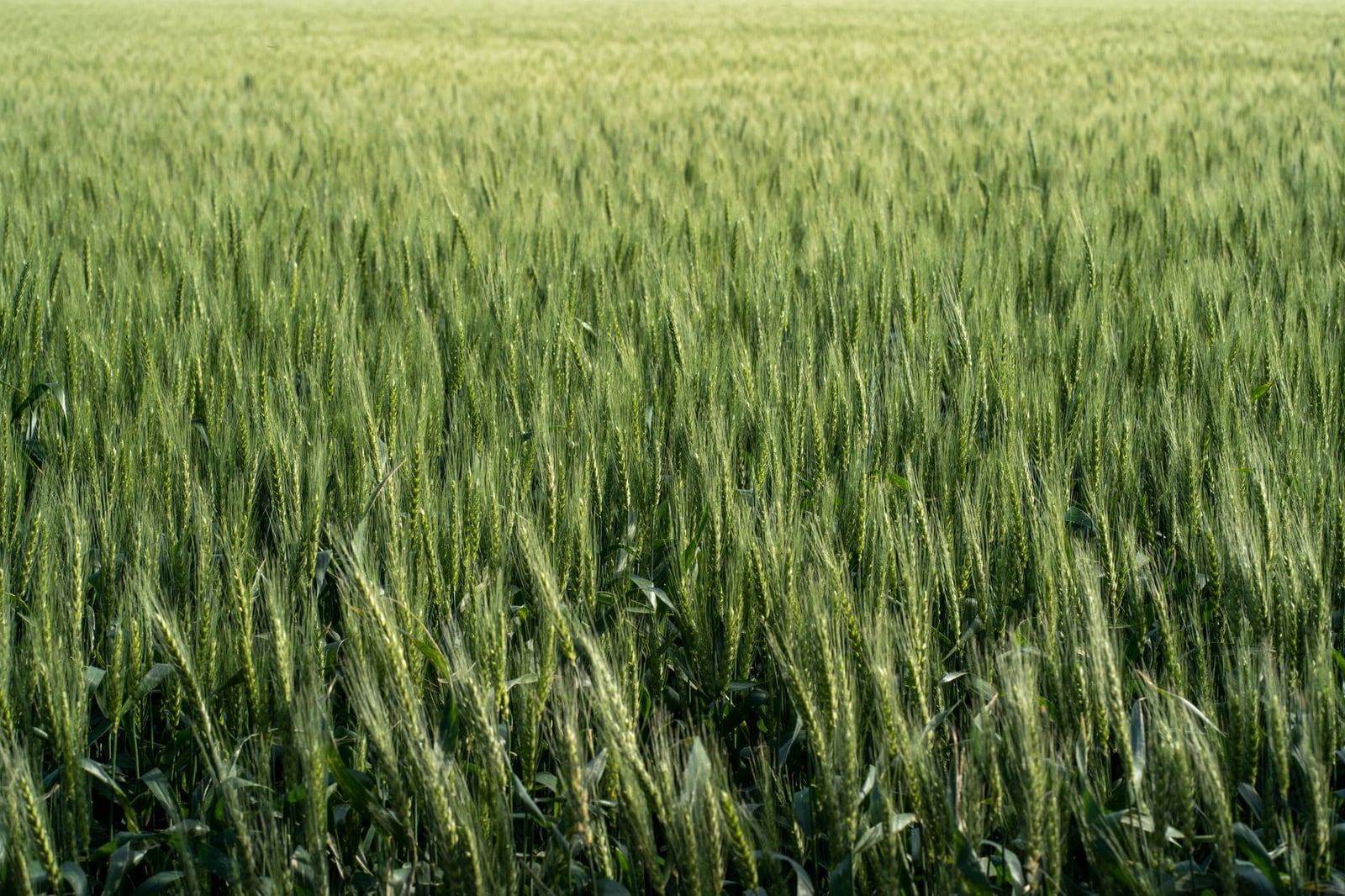 Un campo vibrante de trigo verde bajo el brillante sol de verano, que muestra la abundancia agrícola.