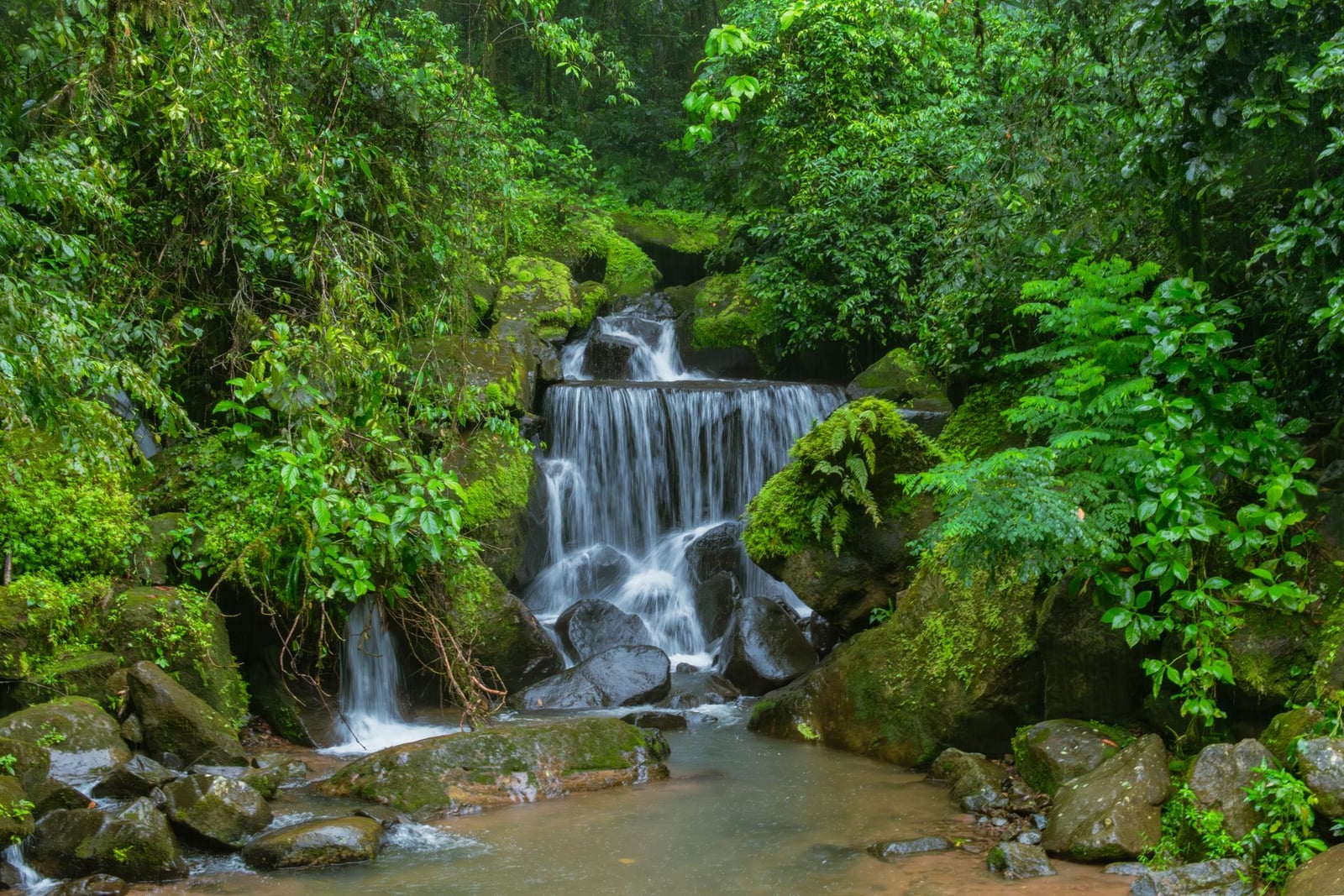 Una hermosa cascada cae sobre rocas rodeadas de densa y vibrante follaje verde en un sereno entorno de selva.