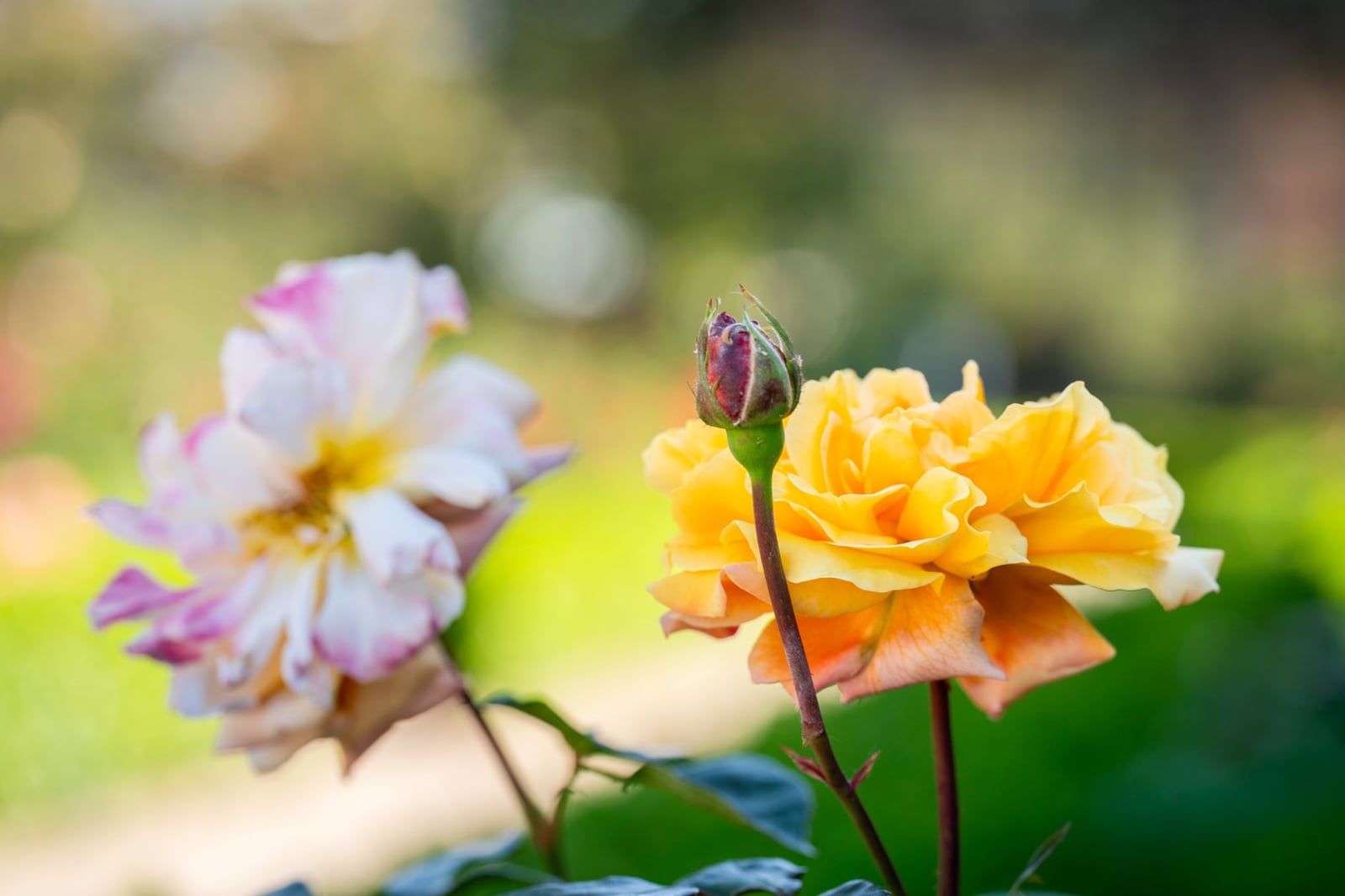 Vista de cerca de vibrantes rosas amarillas y rosadas en plena floración con follaje verde, perfectas para las visuales del jardín de primavera.