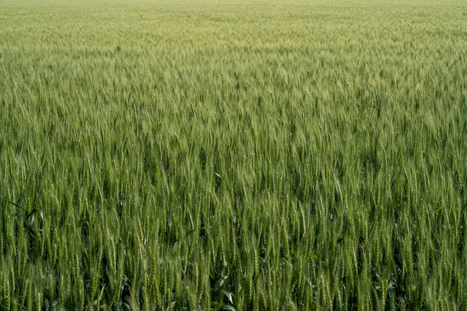 Gran campo de trigo verde en Córdoba, Argentina, bajo la brillante luz del día, simbolizando la agricultura.