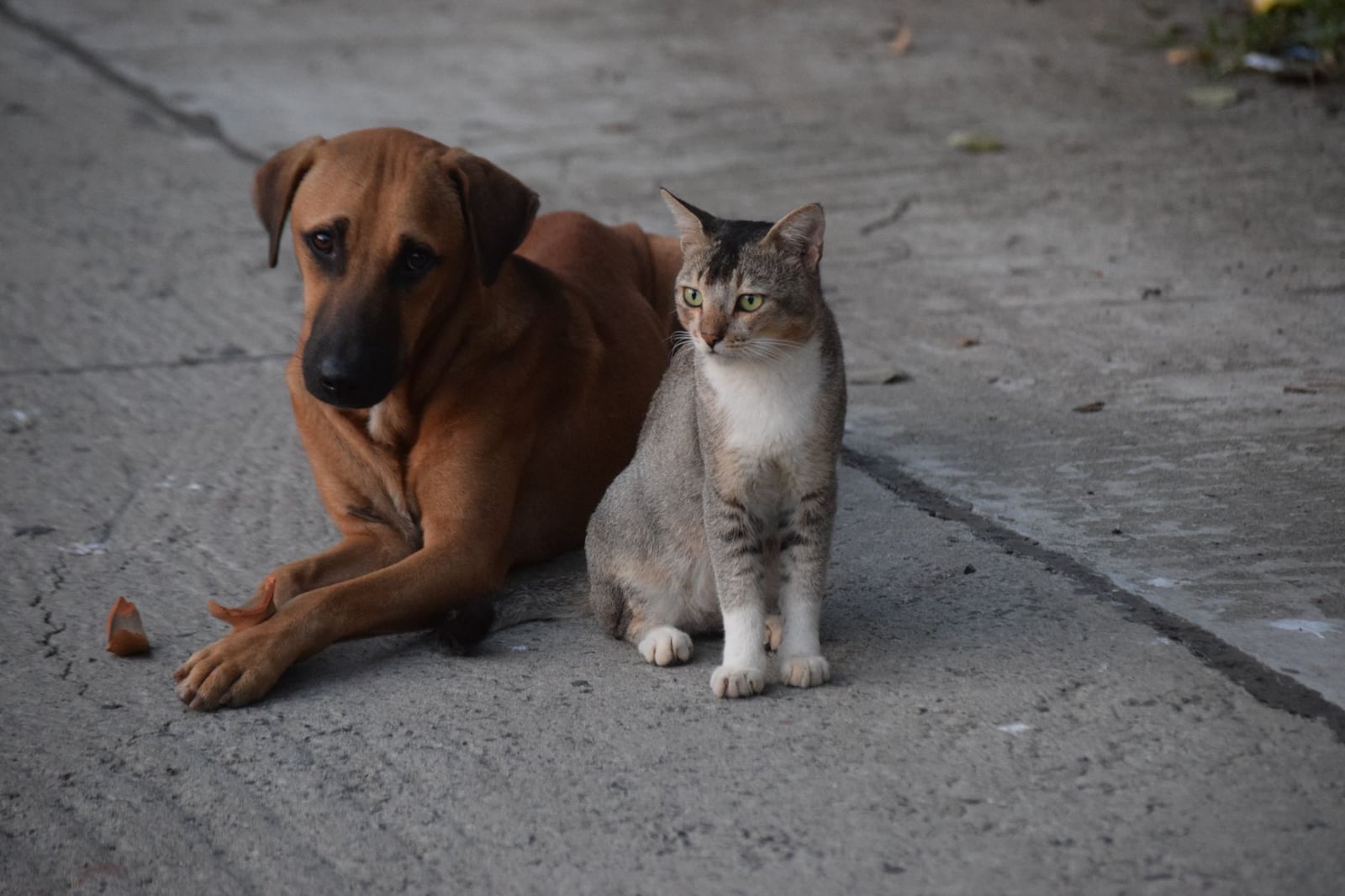 Un perro y un gato sentados juntos en una calle de concreto en Kolkata. Perfecta armonía en un entorno urbano.