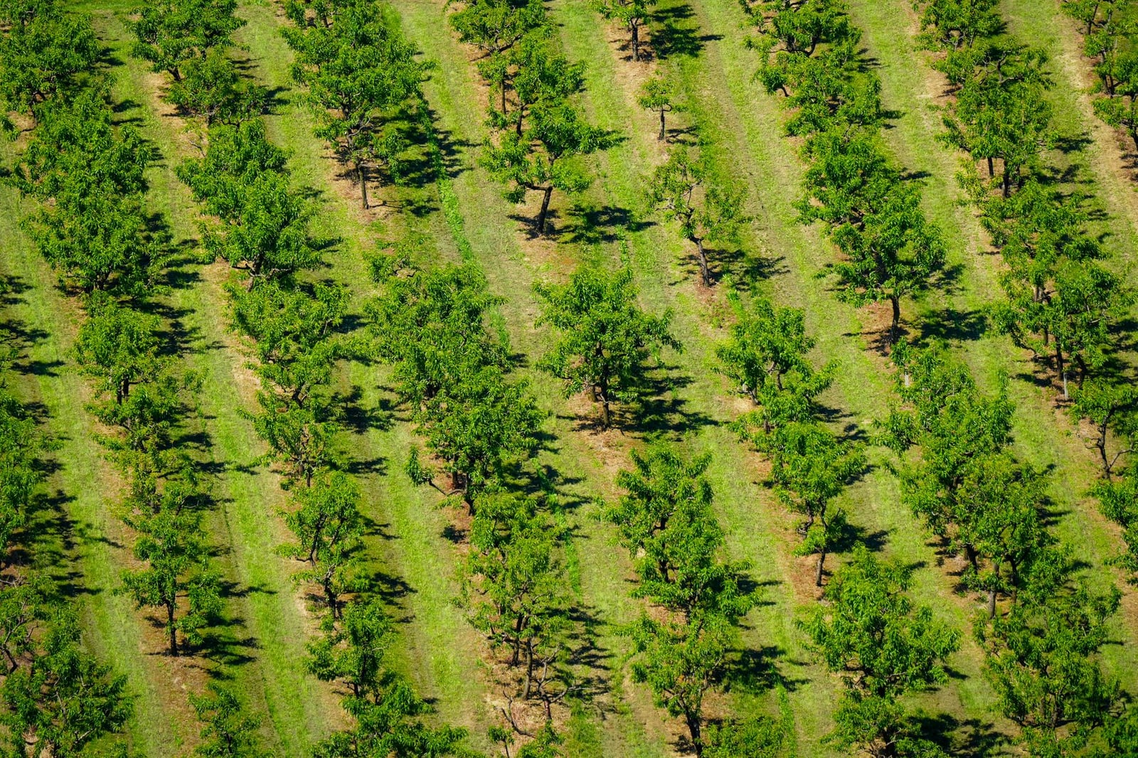 Campos de huertos verdes y exuberantes desde arriba, mostrando filas ordenadas de árboles en un vibrante paisaje agrícola.