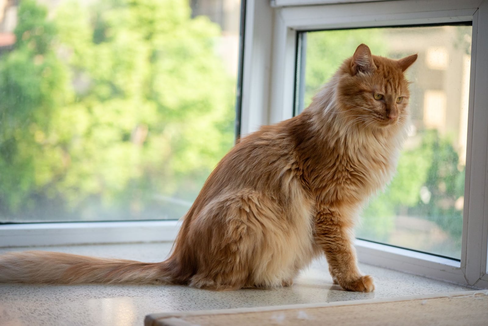 Un precioso gato Maine Coon de color jengibre se relaja junto a una ventana, con frondosos árboles en el exterior, en un día soleado.