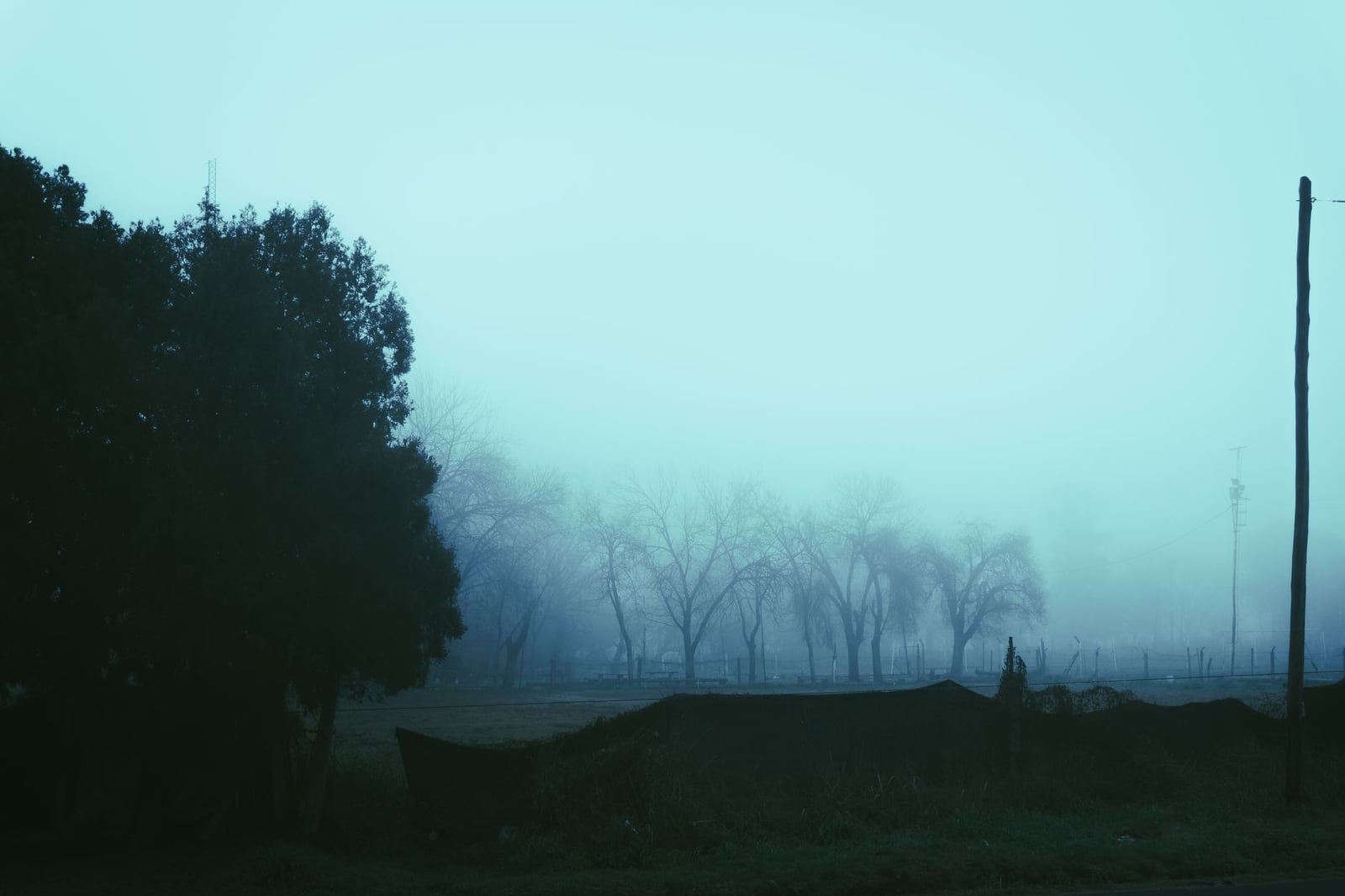 Escena matutina brumosa con árboles en silueta en Rosario, Argentina, creando un paisaje fresco y evocador.