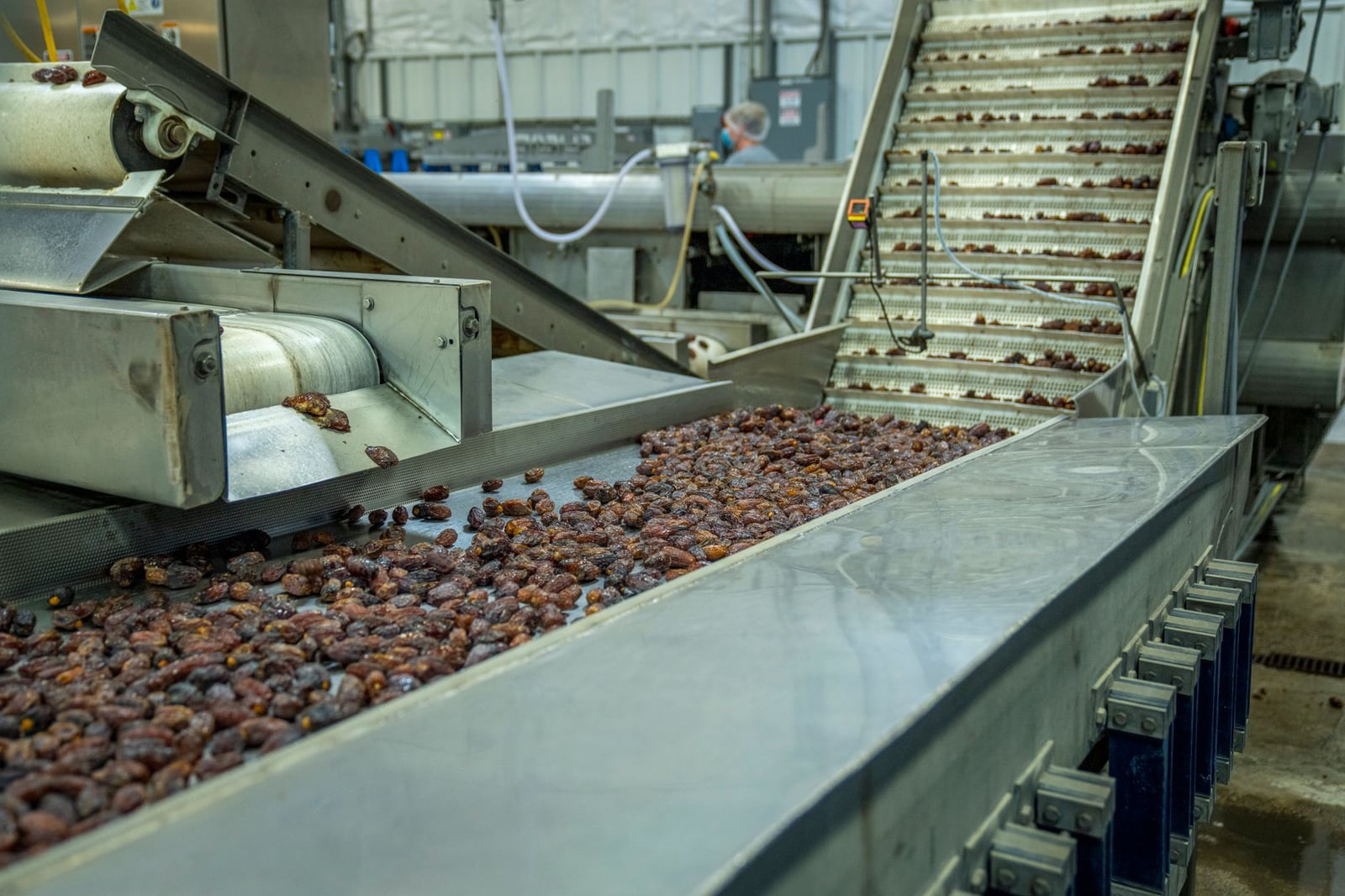 Máquinas industriales clasificando dátiles en una línea de producción en una fábrica.
