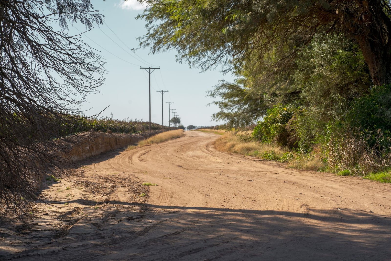Un tranquilo camino de tierra a través del paisaje rural de Argentina, bordeado de frondosos árboles bajo un cielo despejado.