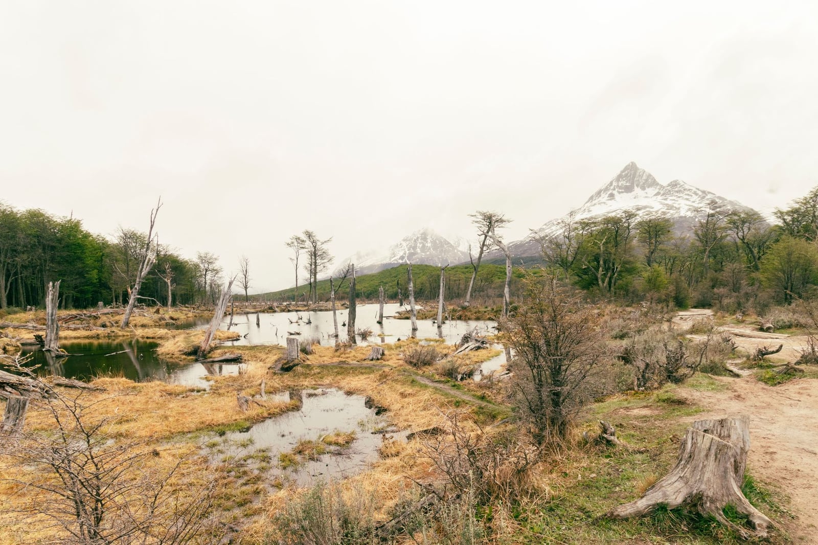 Experimenta la serena naturaleza de Ushuaia con montañas, bosques y humedales capturados en esta impresionante vista.