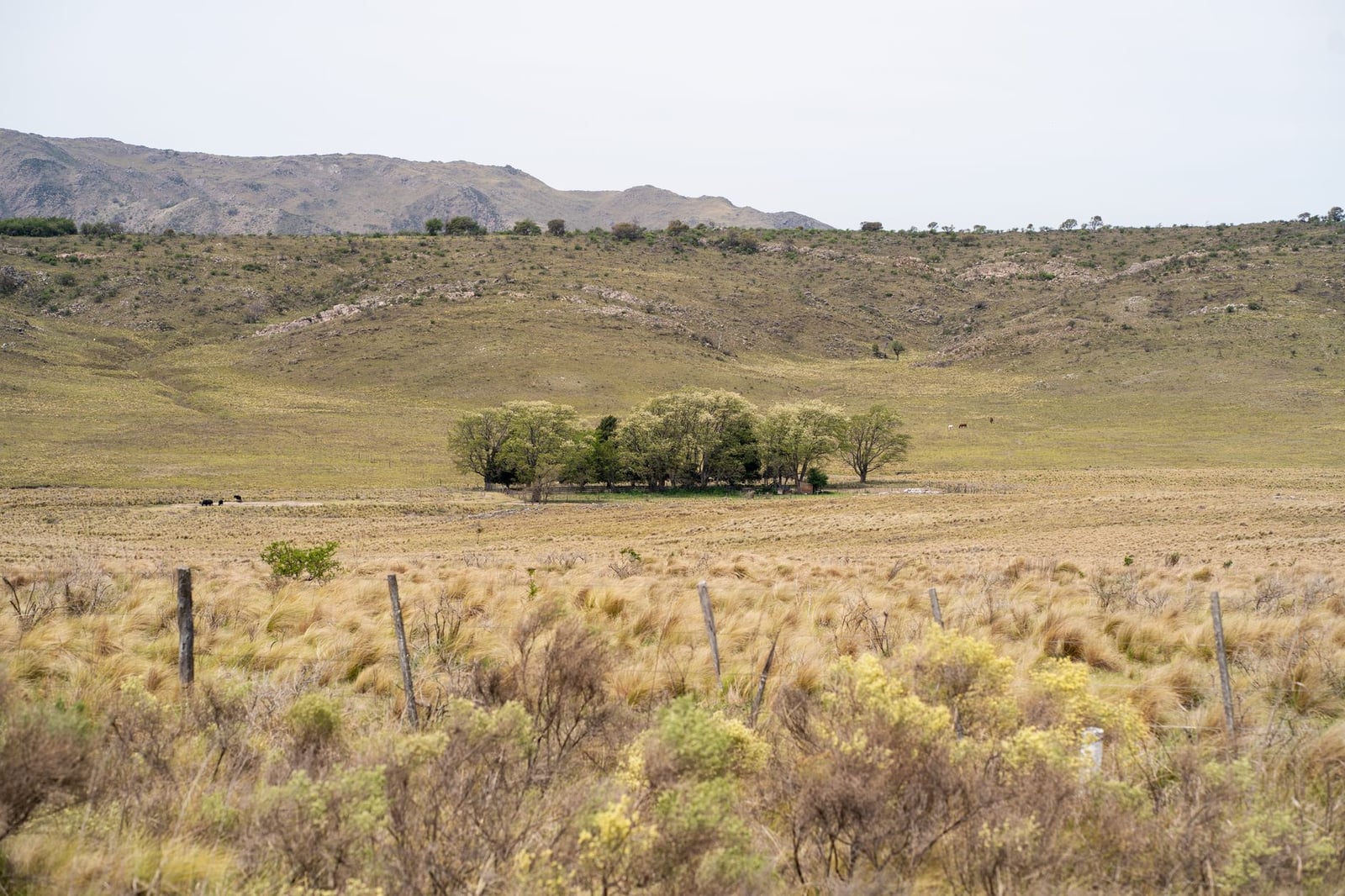 Amplio paisaje de Córdoba, Argentina, con colinas cubiertas de hierba y montañas distantes.