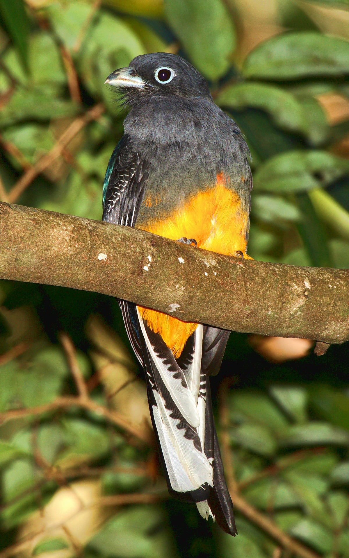 An immature male White-tailed Trogon near Panama Pipeline Road, Parque Nacional Soberania, Panama.