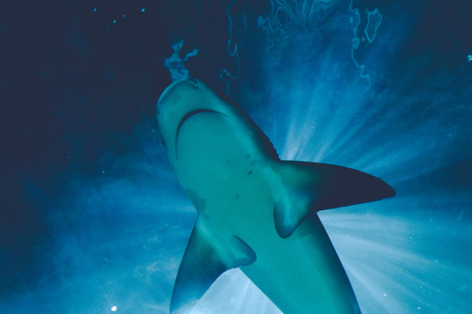 Un majestuoso tiburón nadando con gracia bajo el agua, iluminado por la luz del sol de arriba.