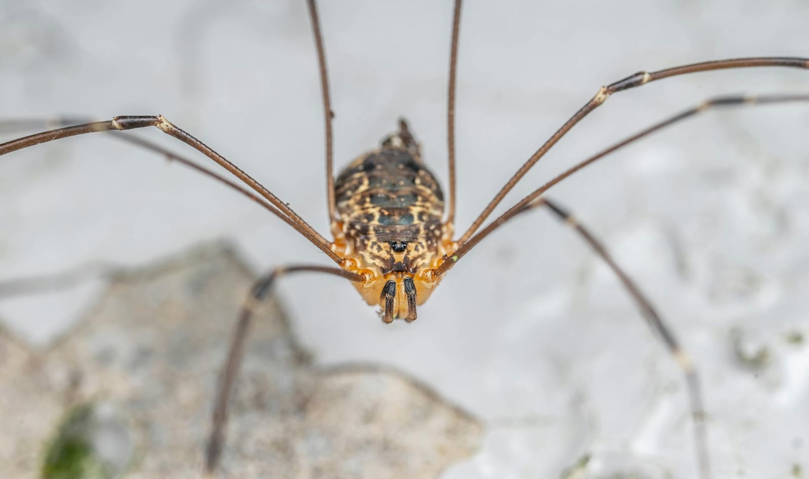 Fotos de stock gratuitas de al aire libre, anatomía de insectos, arácnido