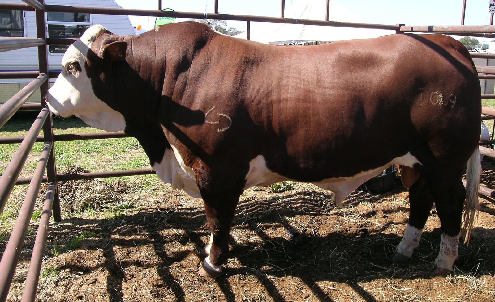 An Australian Braford bull.