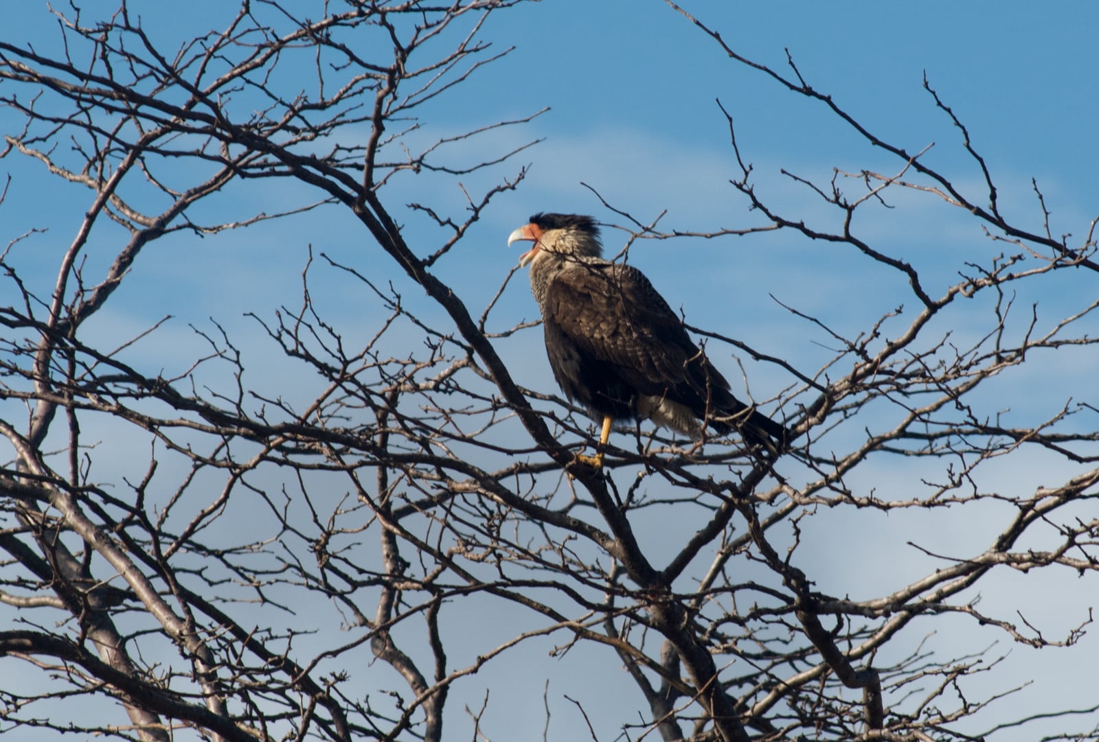 Caracara plancus, Parque Nacional Quebrada del Condorito, Córdoba, Argentina