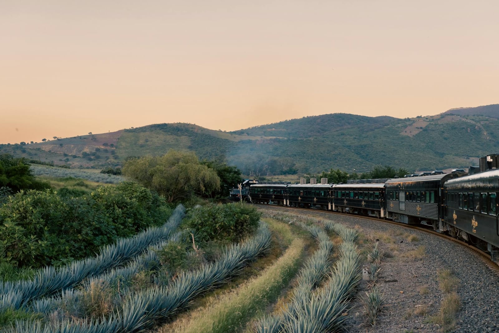Fotos de stock gratuitas de agave, agricultura, al aire libre