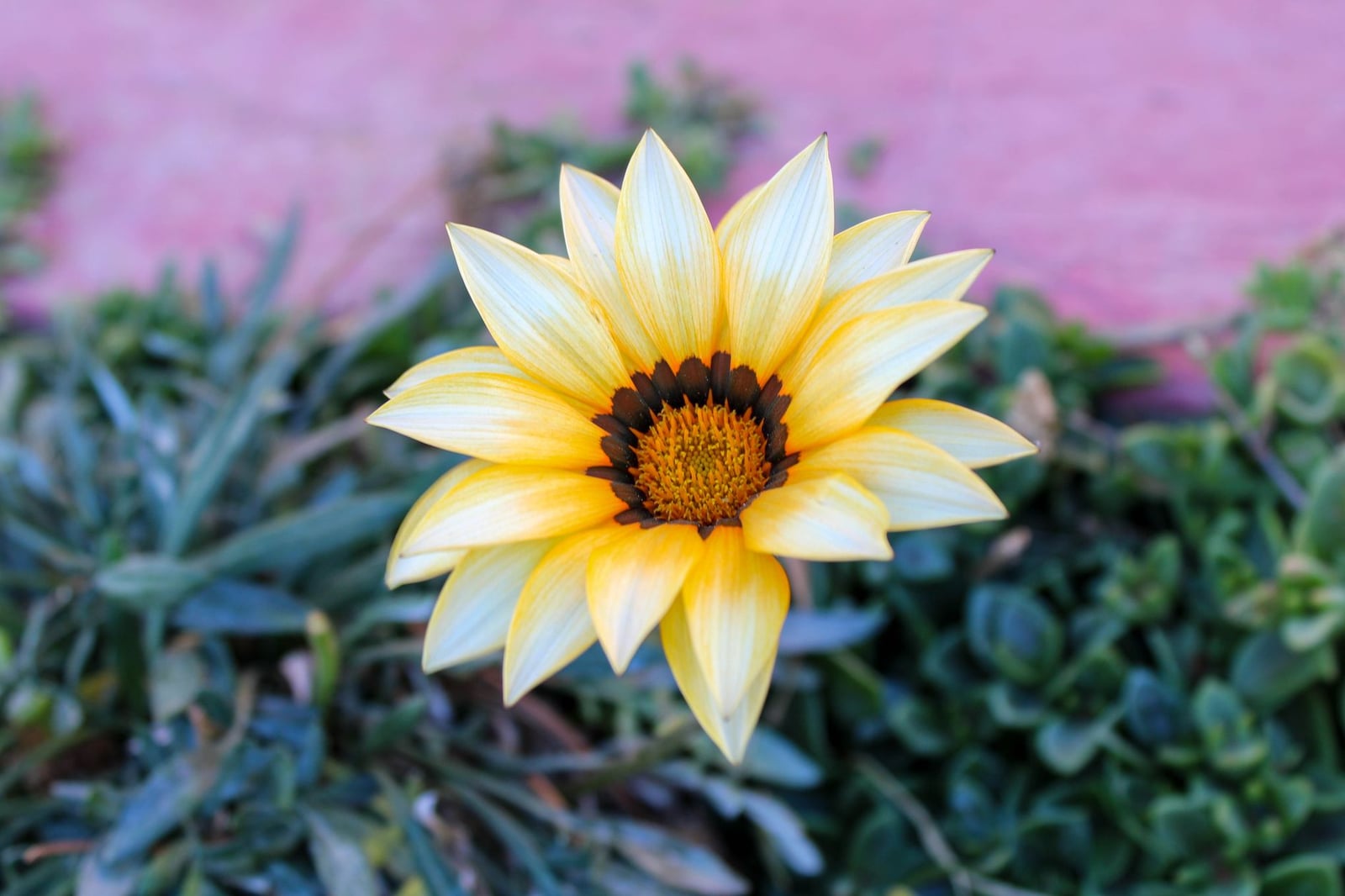 Primer plano de una flor de Gazania de un vibrante color amarillo entre un follaje verde fresco.