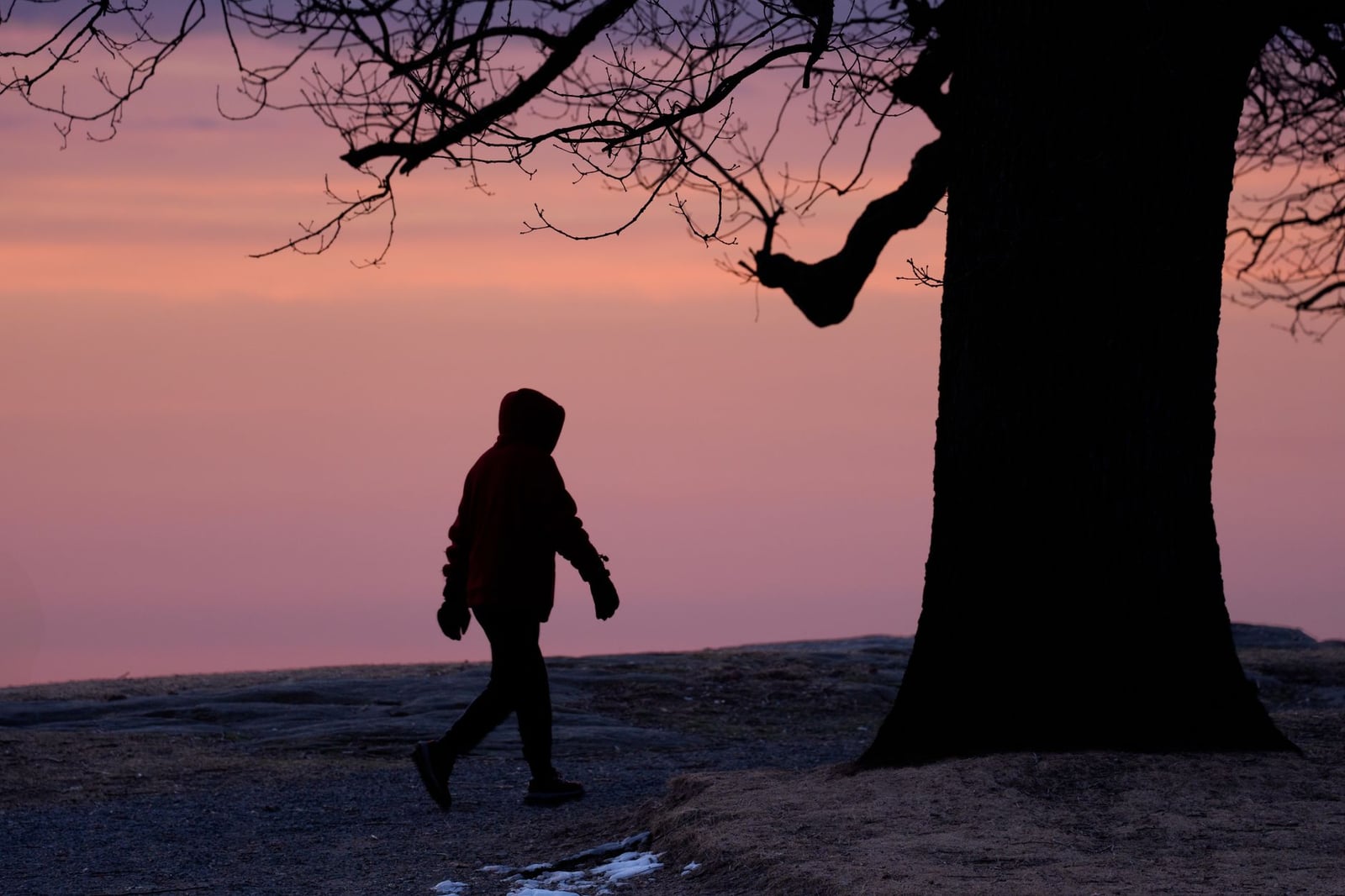 Silueta de una persona caminando bajo un árbol al amanecer en Stamford, CT.