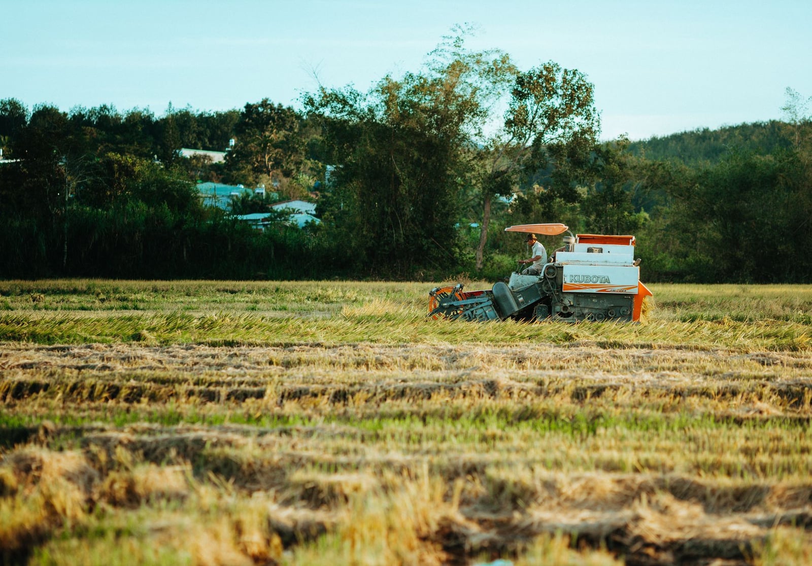 Tractor cosechando arroz en un campo frondoso en Kon Tum, Vietnam.