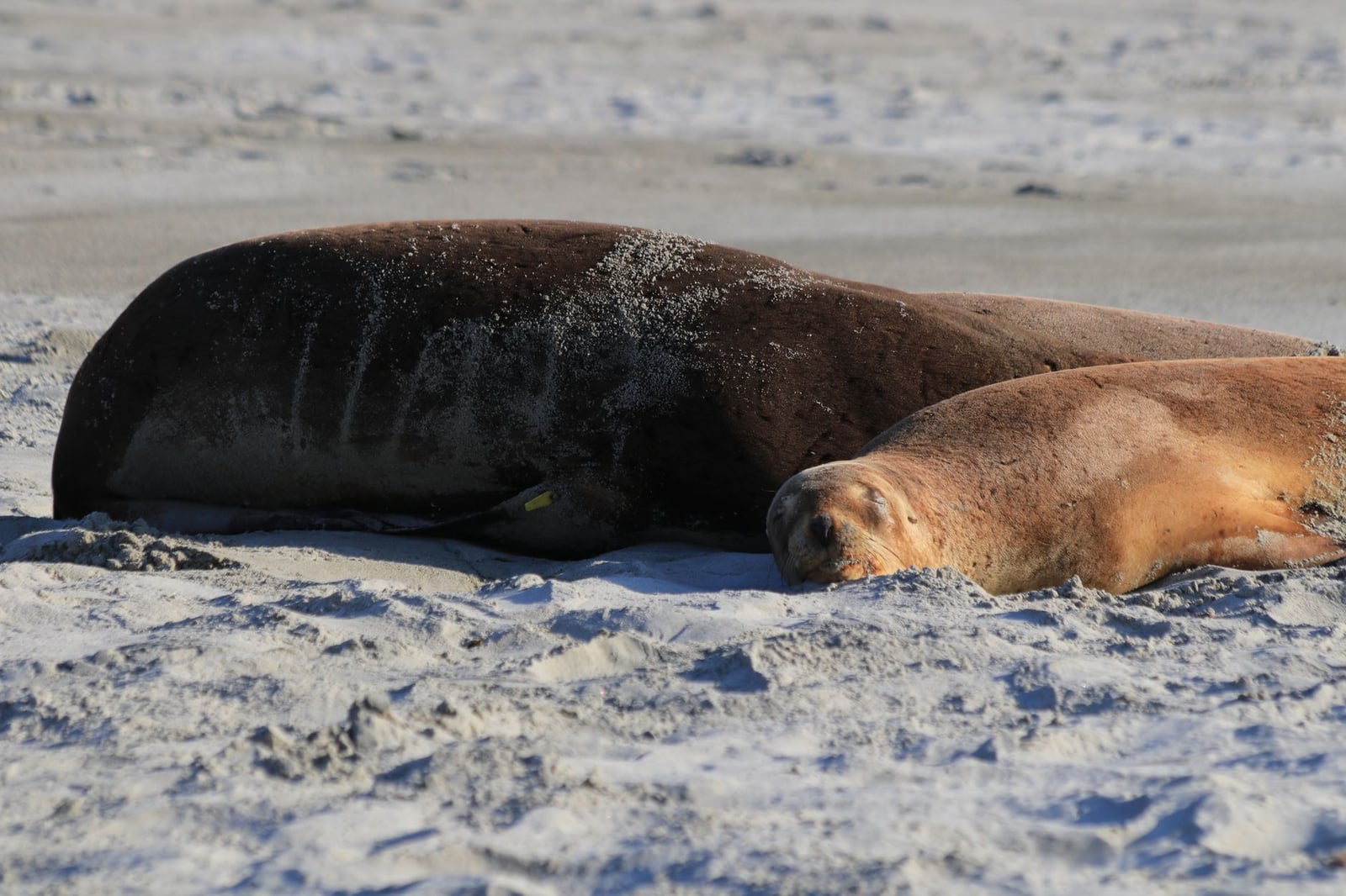 Dos focas tomando el sol en una playa de arena, capturando un momento tranquilo de la vida salvaje.