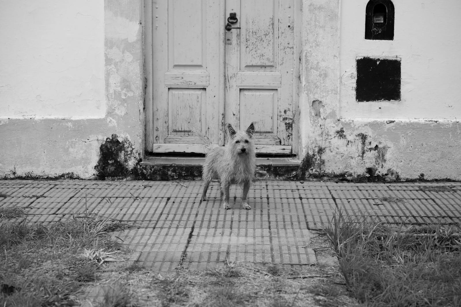 Un perro desaliñado se encuentra en una calle tranquila de Córdoba, Argentina.