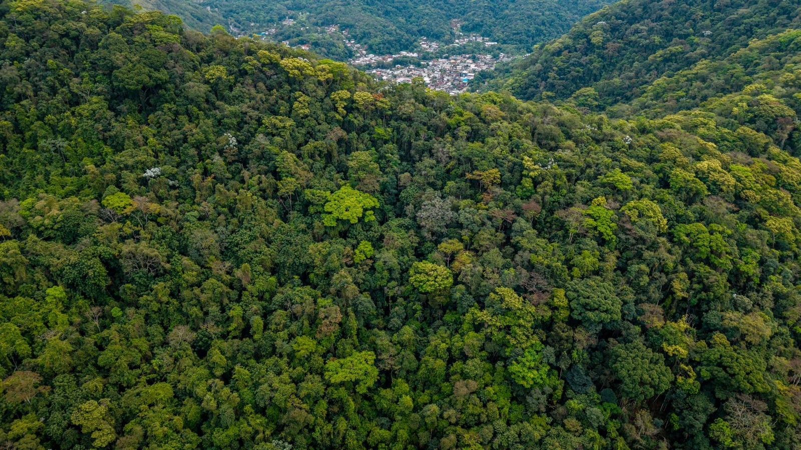 Toma aérea de un denso bosque tropical en Río de Janeiro, Brasil, con una vista lejana de la ciudad.