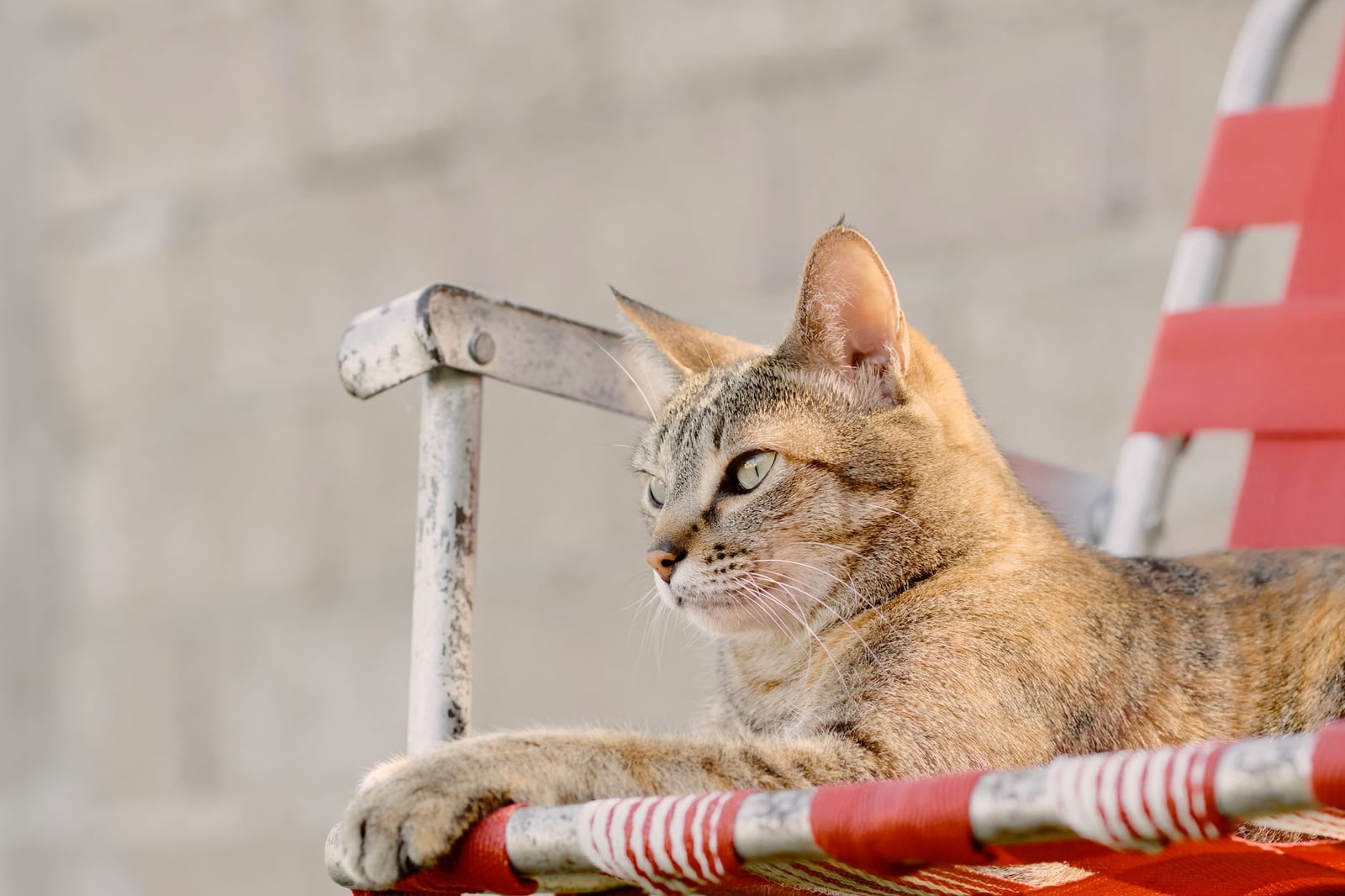 Un gato atigrado descansando en una silla roja, disfrutando de la relajación al aire libre.