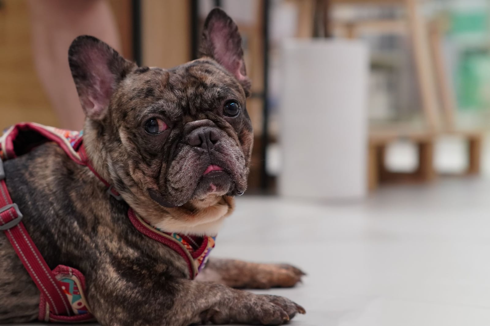 Un bulldog francés atigrado relajándose en interiores con un arnés rojo sobre una superficie suave.