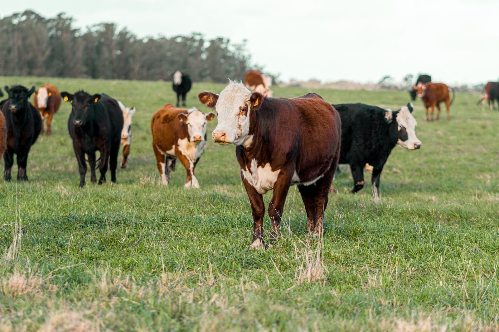 Una manada de vacas pastando pacíficamente en un prado verde bajo un cielo claro.
