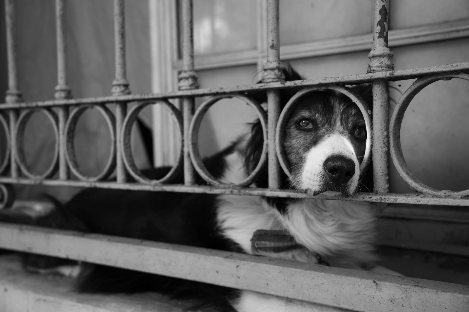 Fotografía en blanco y negro de un perro mirando a través de una valla metálica con expresión melancólica.