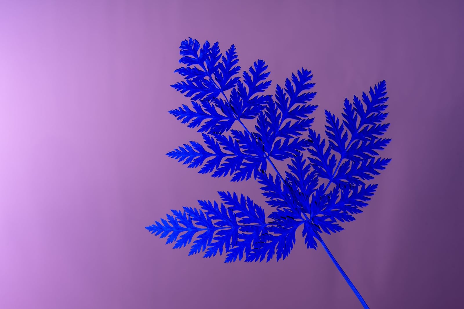 Una llamativa hoja de helecho azul sobre un fondo morado pastel, que aporta un toque artístico moderno.