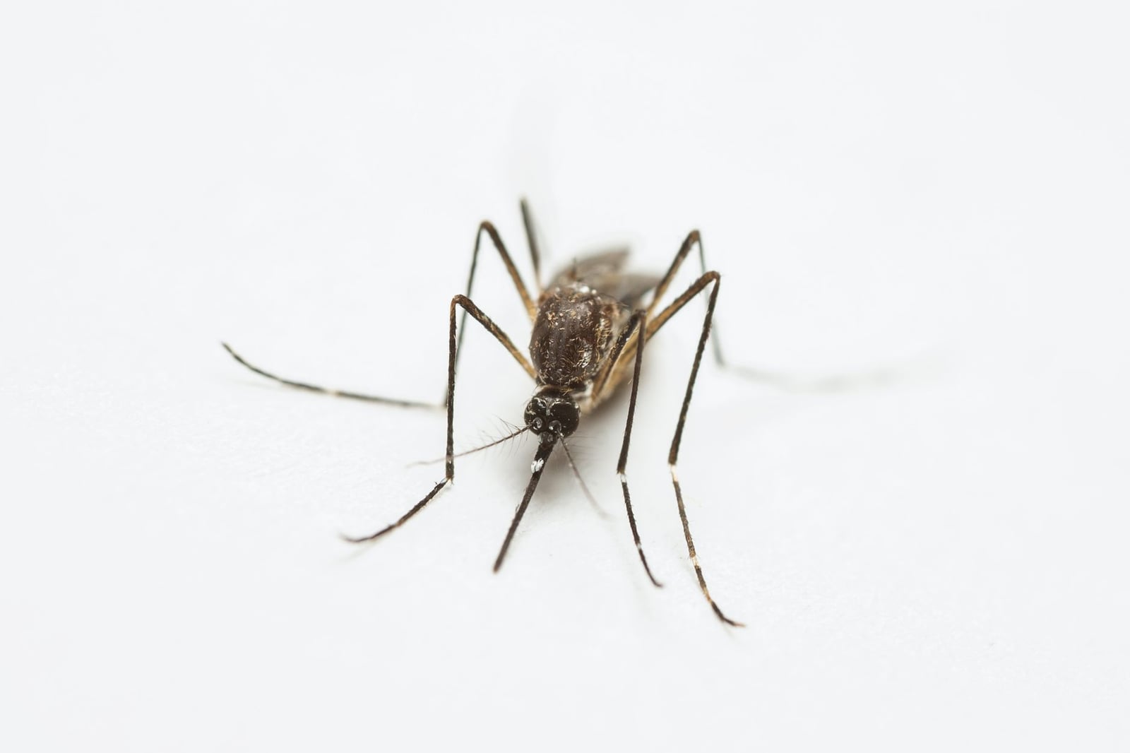 Fotografía macro detallada que resalta la textura y la forma de un mosquito sobre un fondo blanco.
